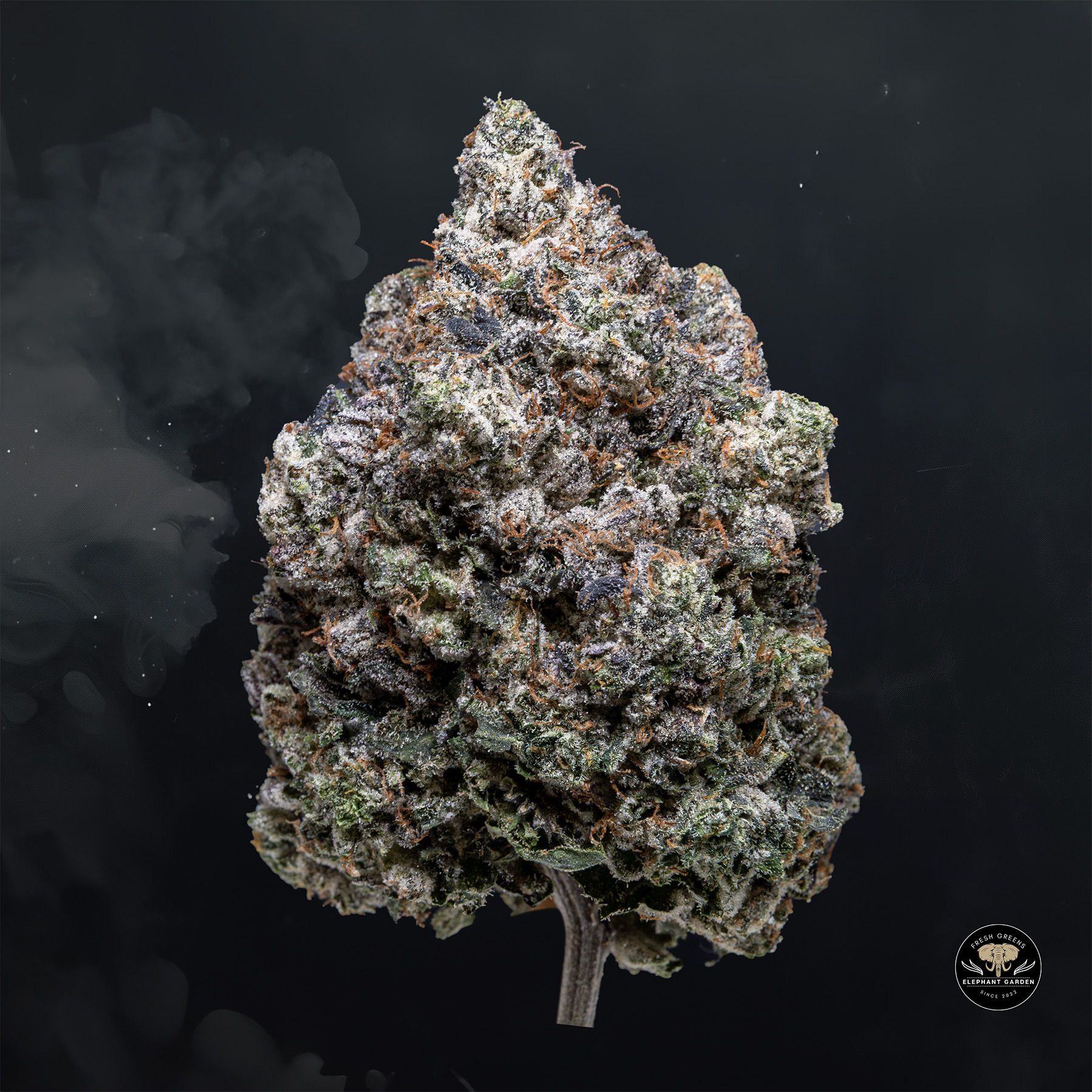 Buy Coastal Pink at Elephant Garden Co Weed Dispensary Float 1 23 24 2