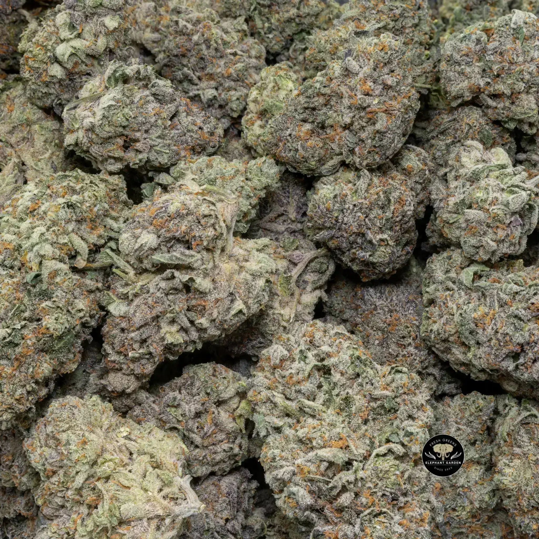 Buy Strawberry Gelato Bulk at Elephant Garden Co Weed Dispensary Close 8 19 24 2