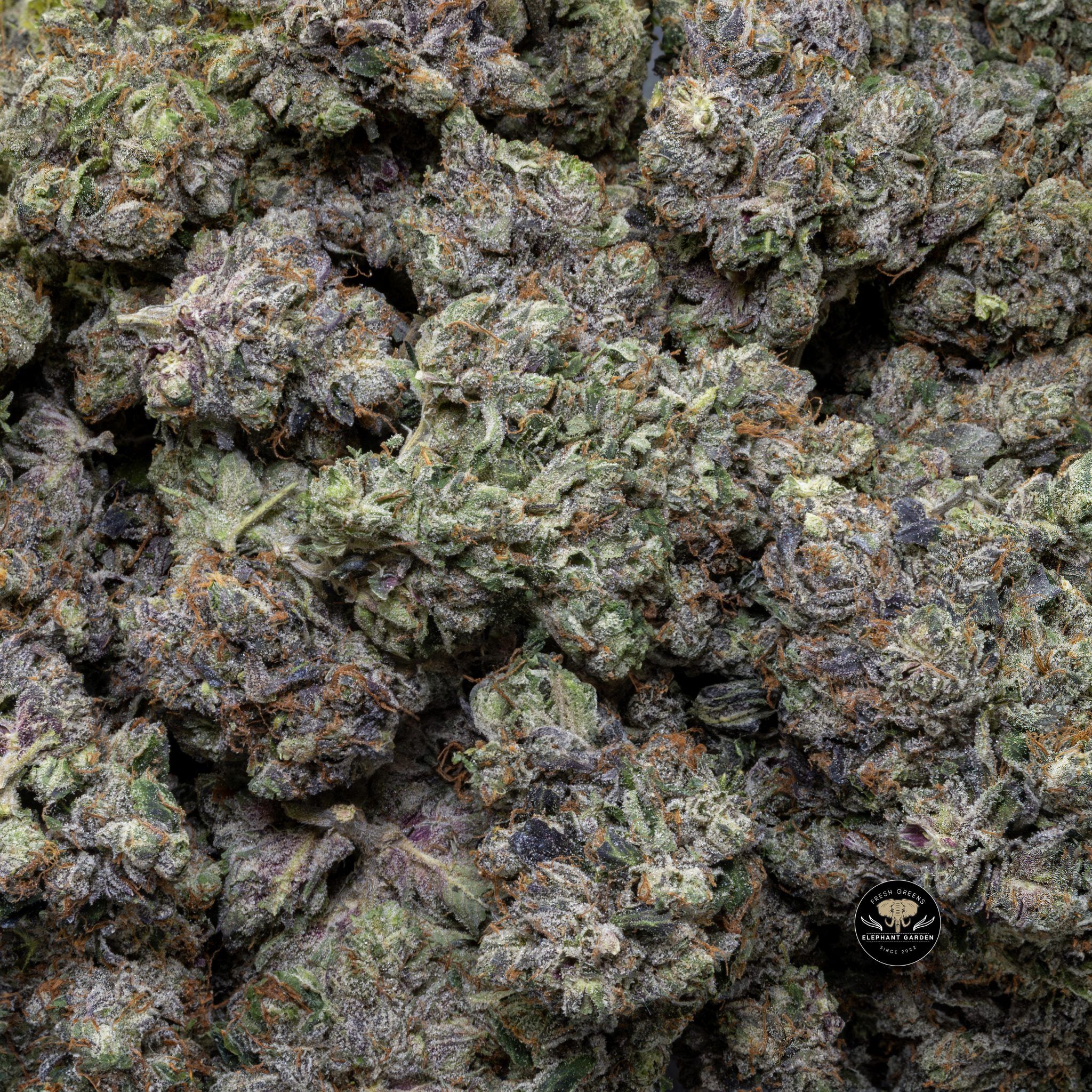 Buy El Chapo (Bulk) at Elephant Garden Co Weed Dispensary Close 7 16 2024