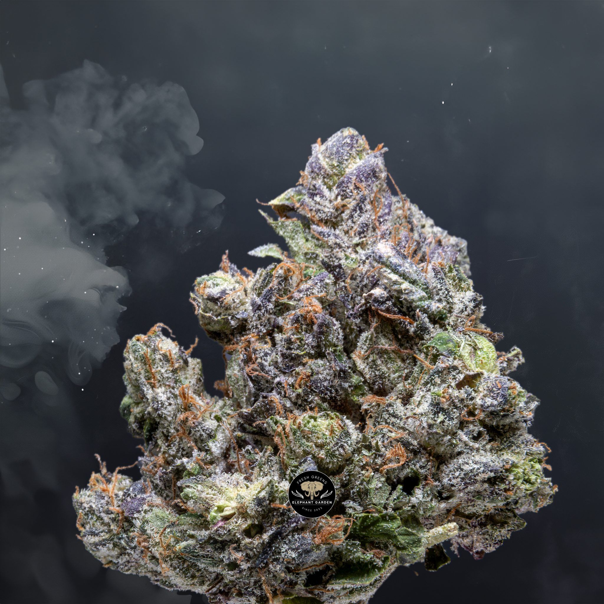 Buy El Chapo at Elephant Garden Co Weed Dispensary Close 7 16 24