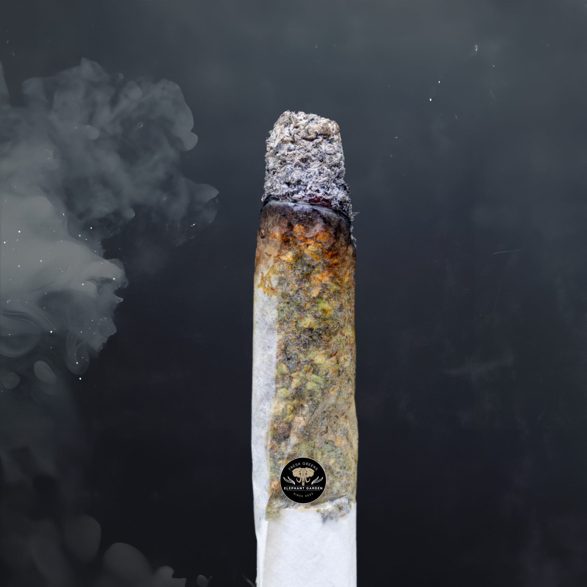 Buy Frosted Gelato at Elephant Garden Co Weed Dispensary Burn Test 6 13 2024 2