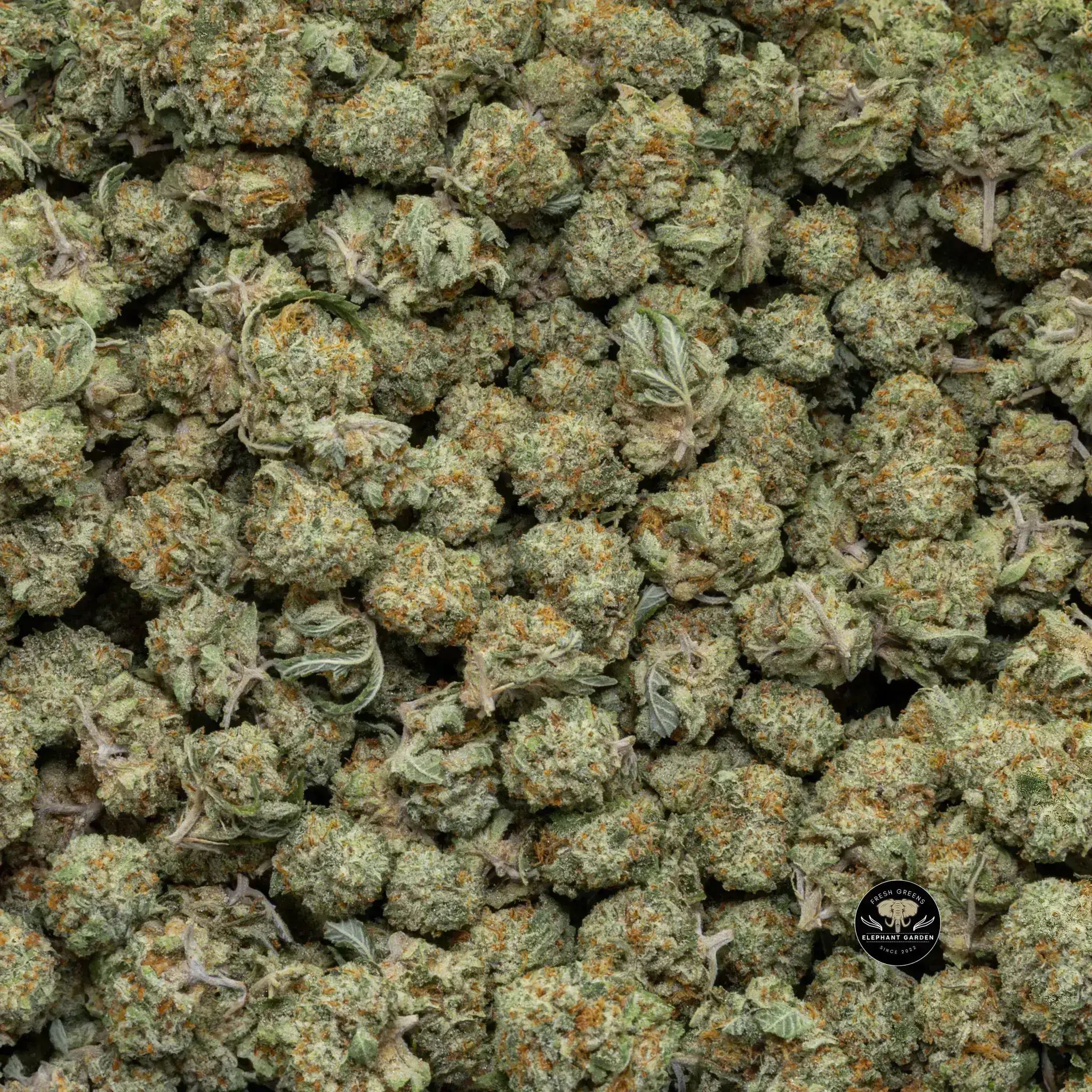 Buy Gelato Popcorn Bulk at Elephant Garden Co Weed Dispensary Close 8 19 24 2