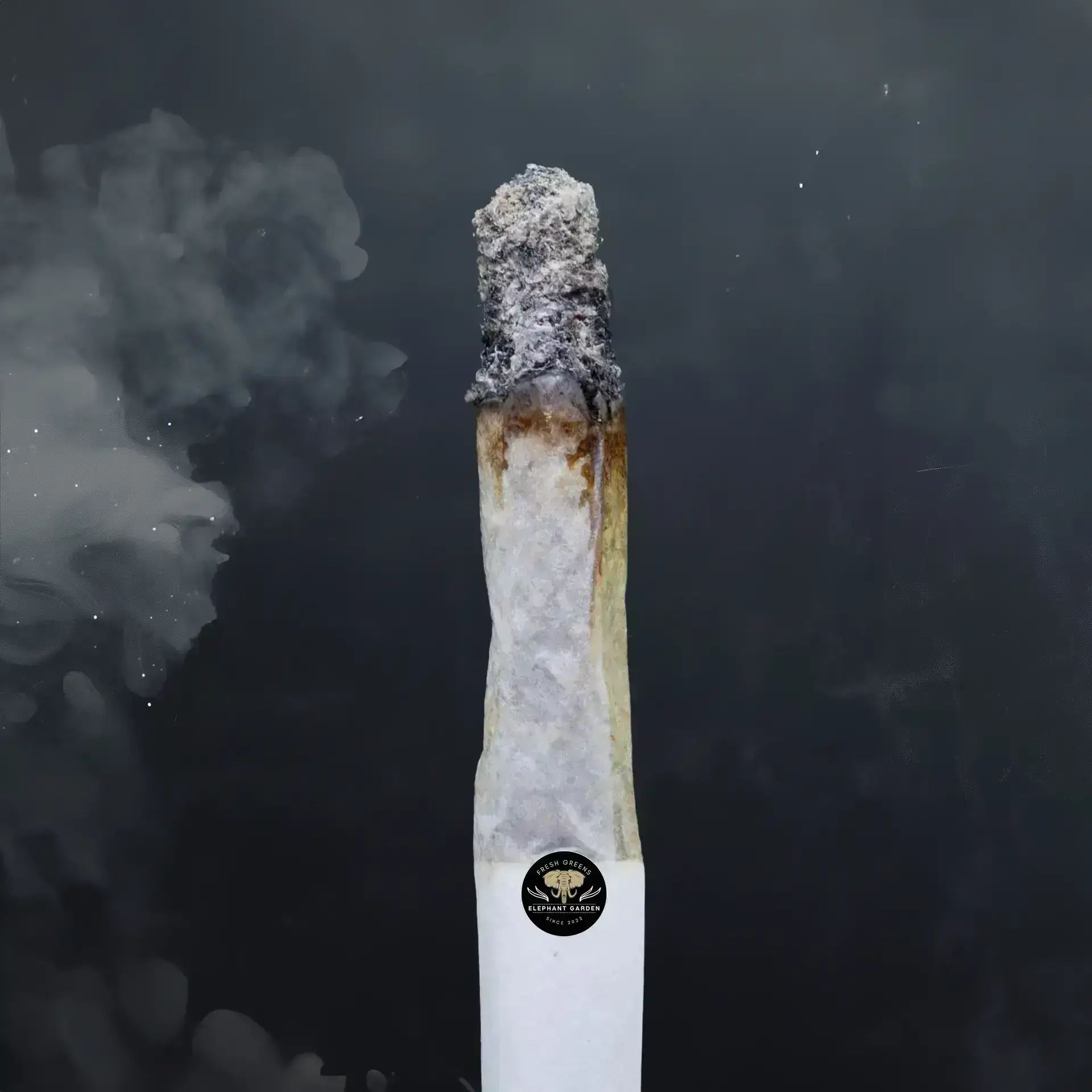 Buy Gelato Popcorn at Elephant Garden Co Weed Dispensary Burn Test 8 7 2024 2