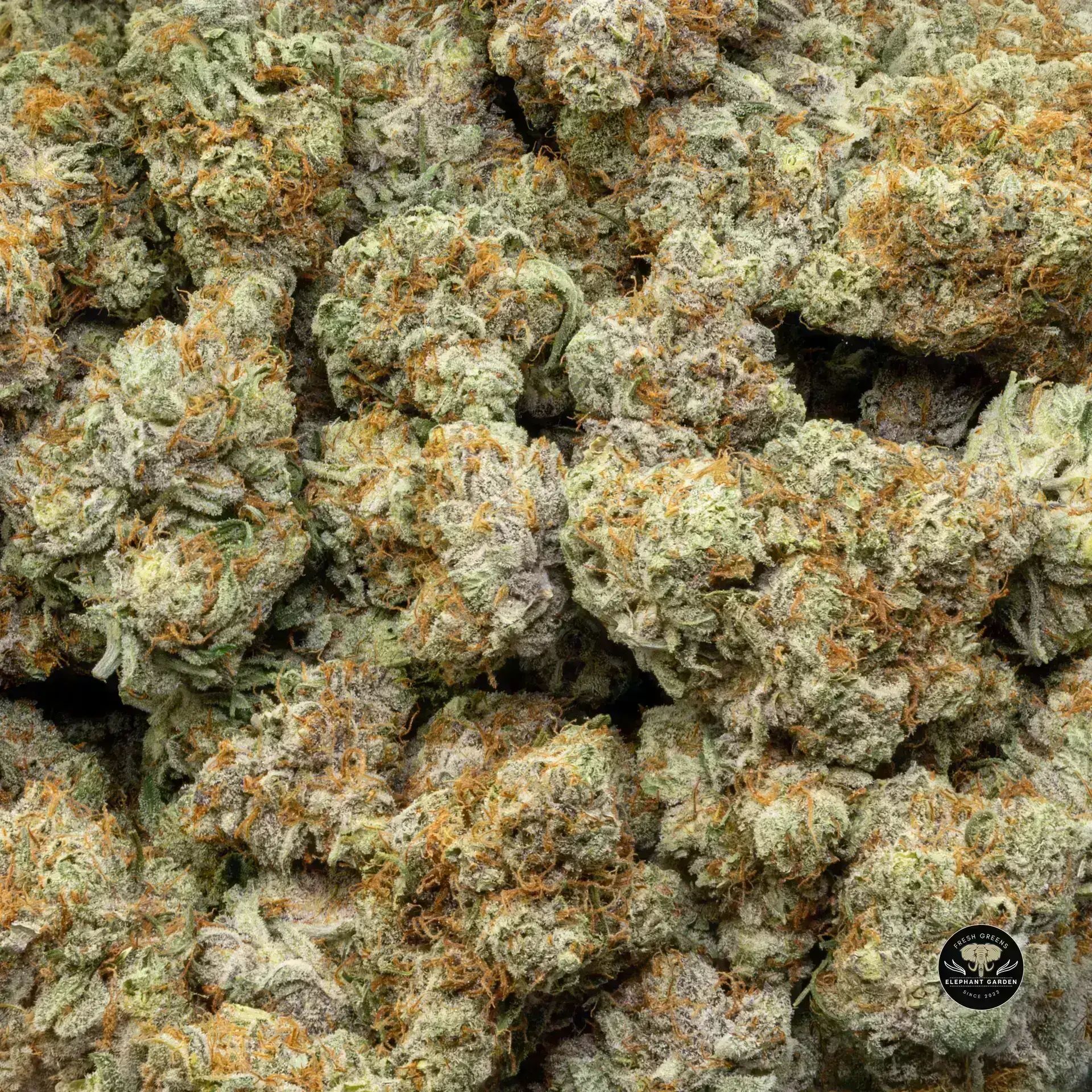 Buy Kish at Elephant Garden Co Weed Dispensary Bulk 11 13 24