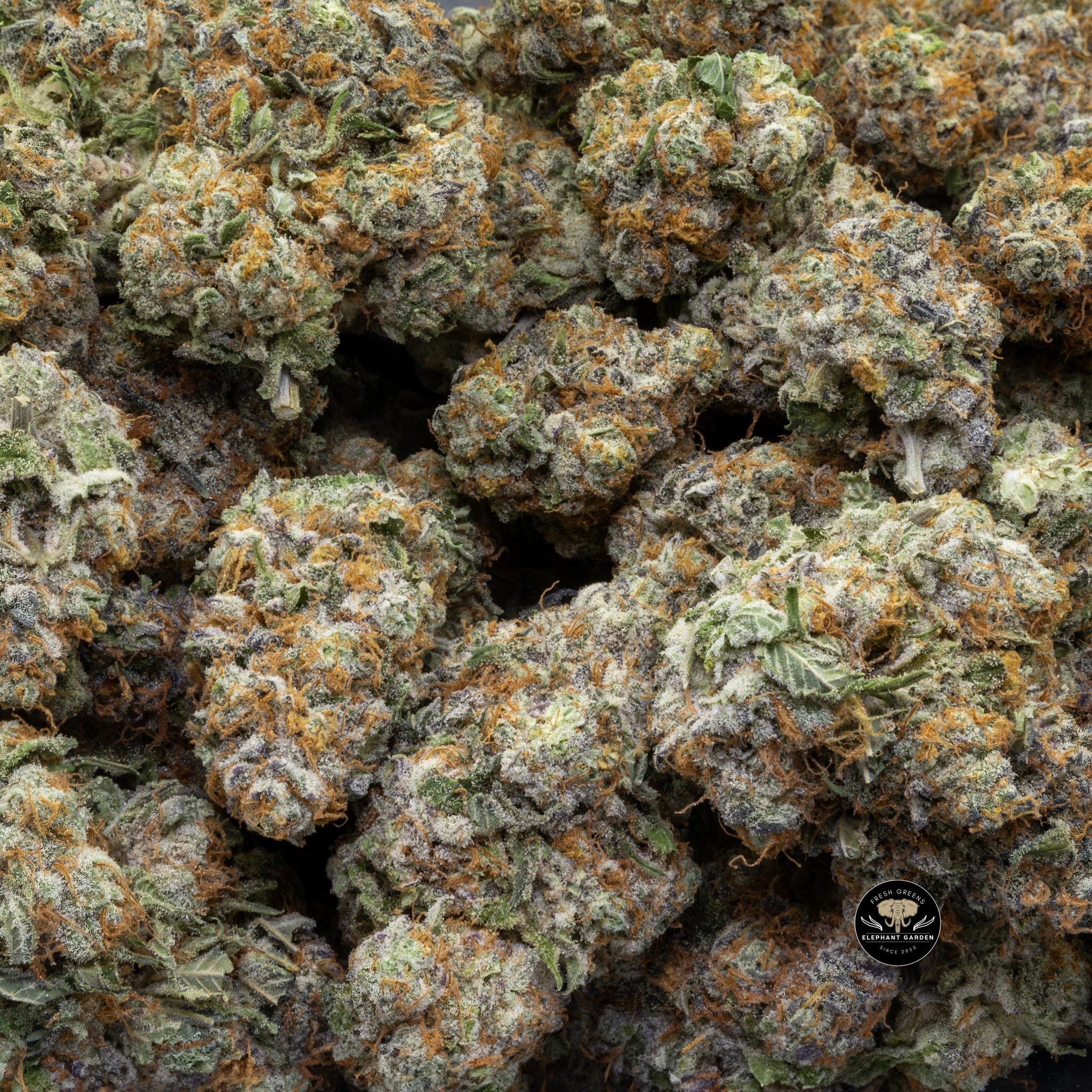 Buy Modified Grape (Bulk) at Elephant Garden Co Weed Dispensary Close 8 7 2024