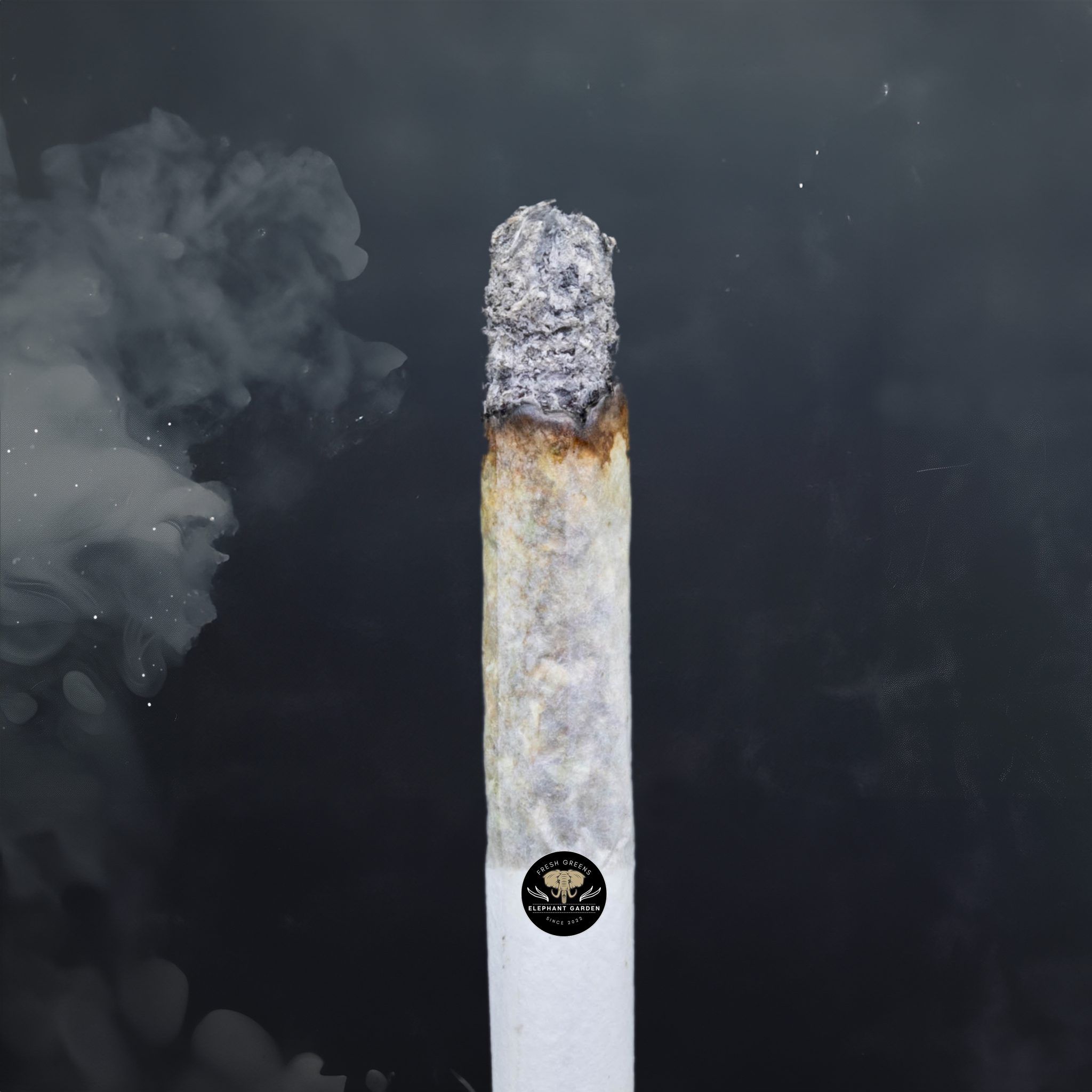 Buy Modified Grape at Elephant Garden Co Weed Dispensary Burn Test 8 7 2024 2