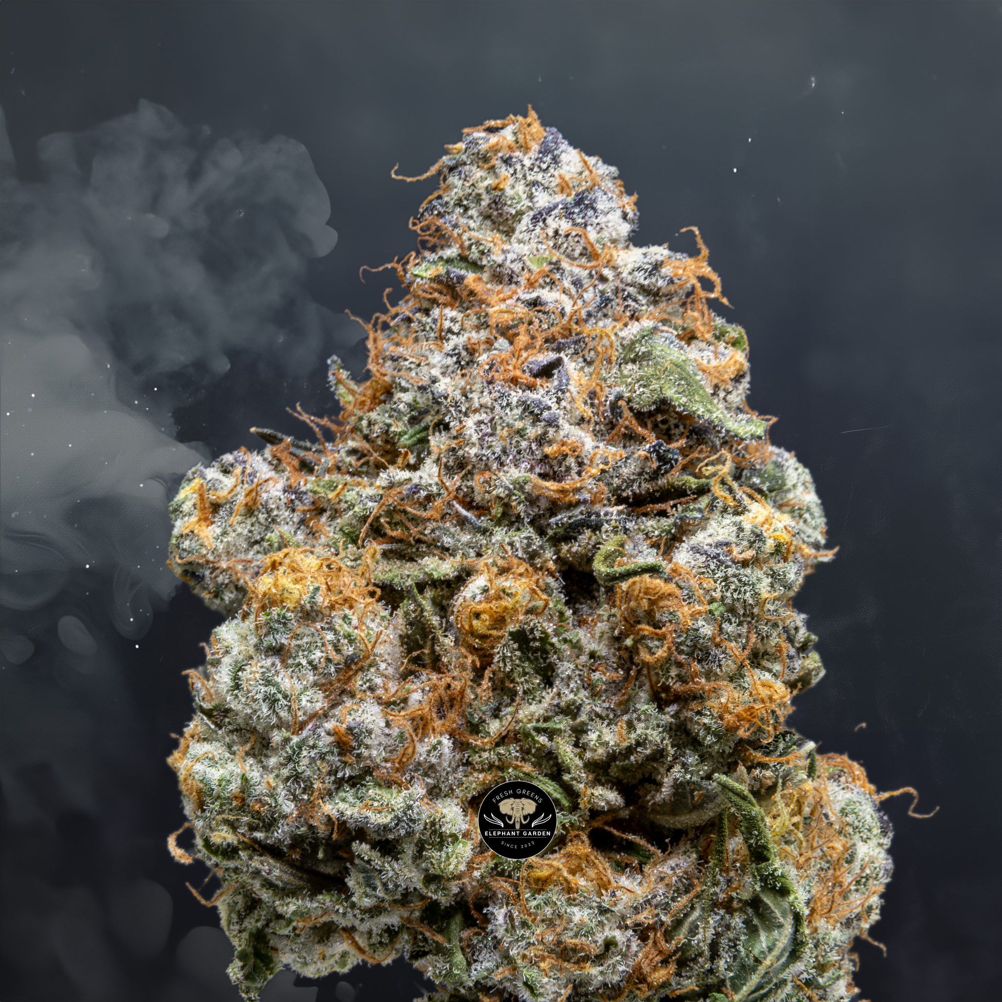 Buy Modified Grape at Elephant Garden Co Weed Dispensary Close 8 9 24 2