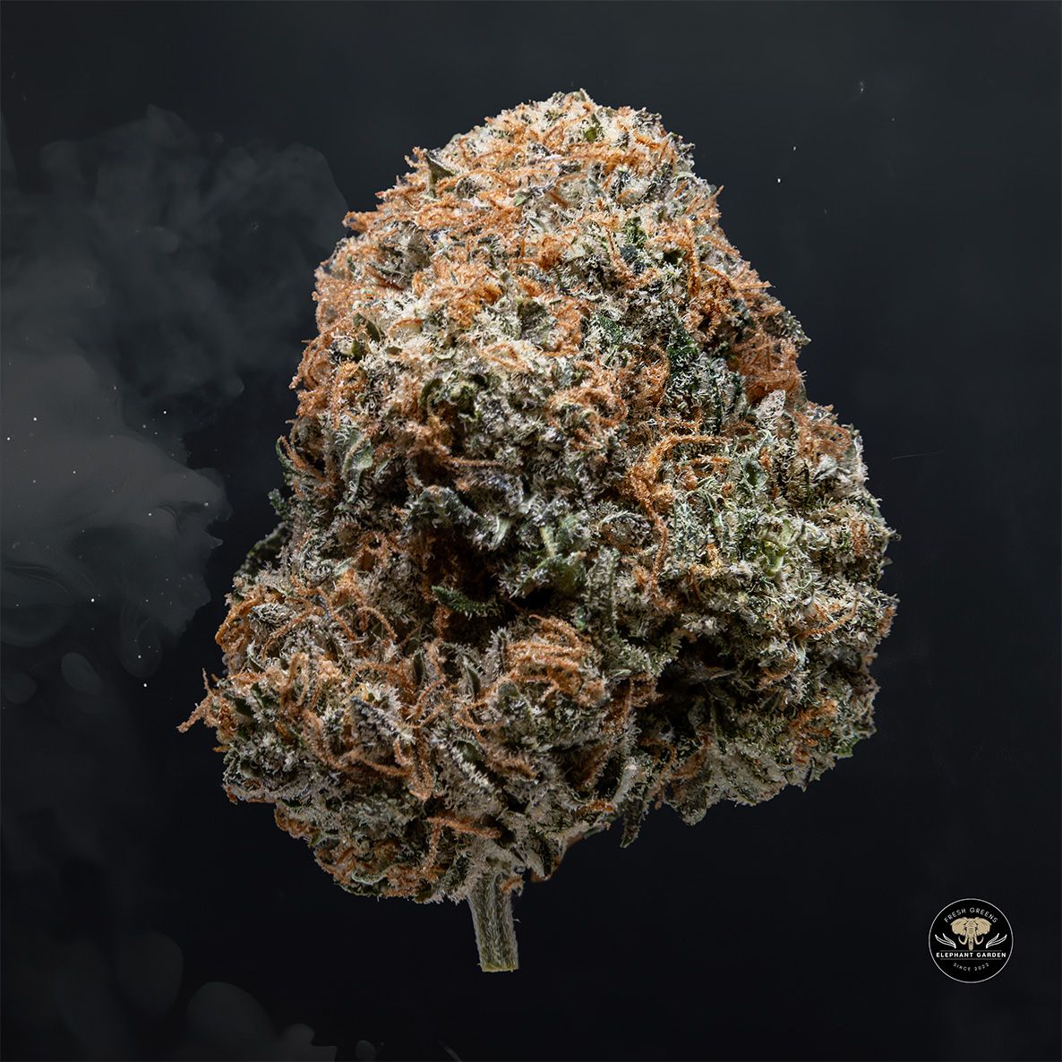 Buy Blackcherry OG at Elephant Garden Co Weed Dispensary Float 3 11 25 2