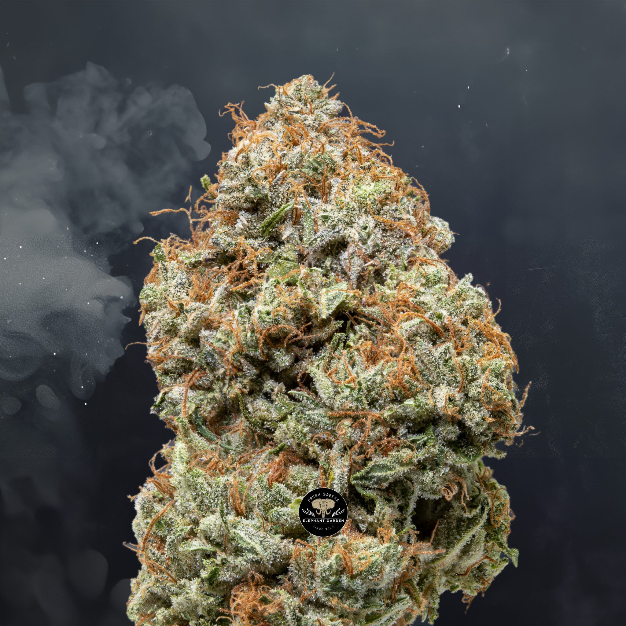 Buy Super Lemon Haze at Elephant Garden Co Weed Dispensary Close 6 10 24