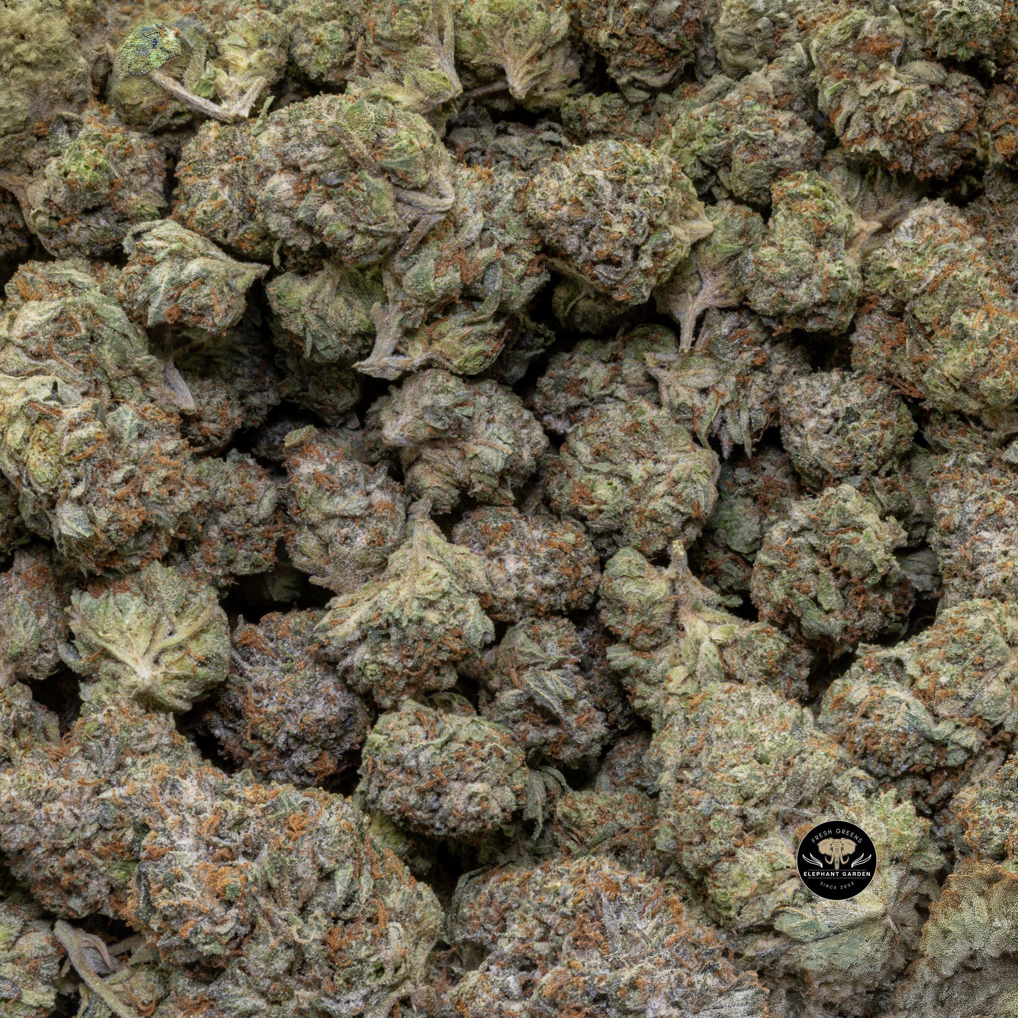 Buy Pink Kush (Bulk) at Elephant Garden Co Weed Dispensary Close 6 3 2024