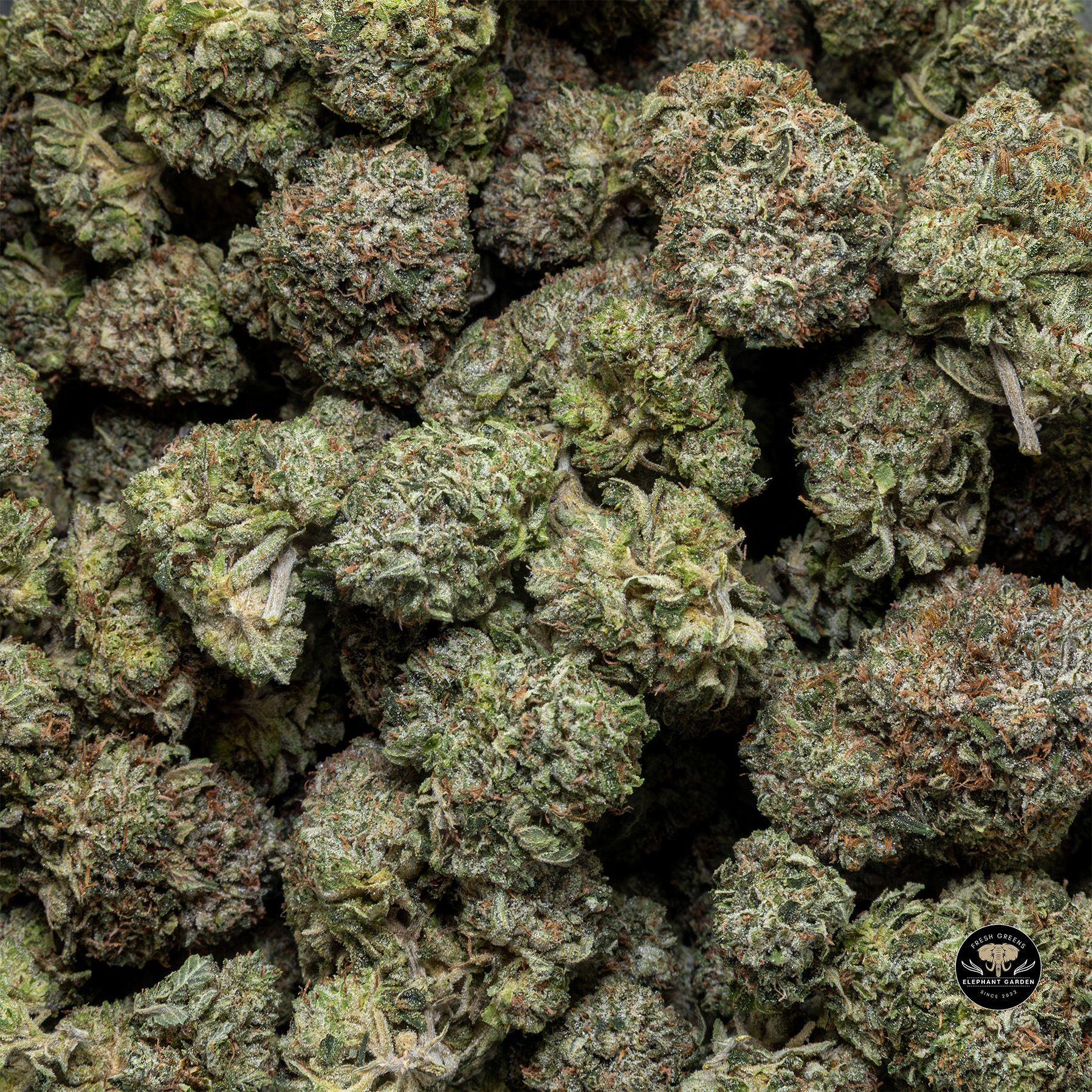 Buy Pink Kush at Elephant Garden Co Weed Dispensary Bulk 3 6 25