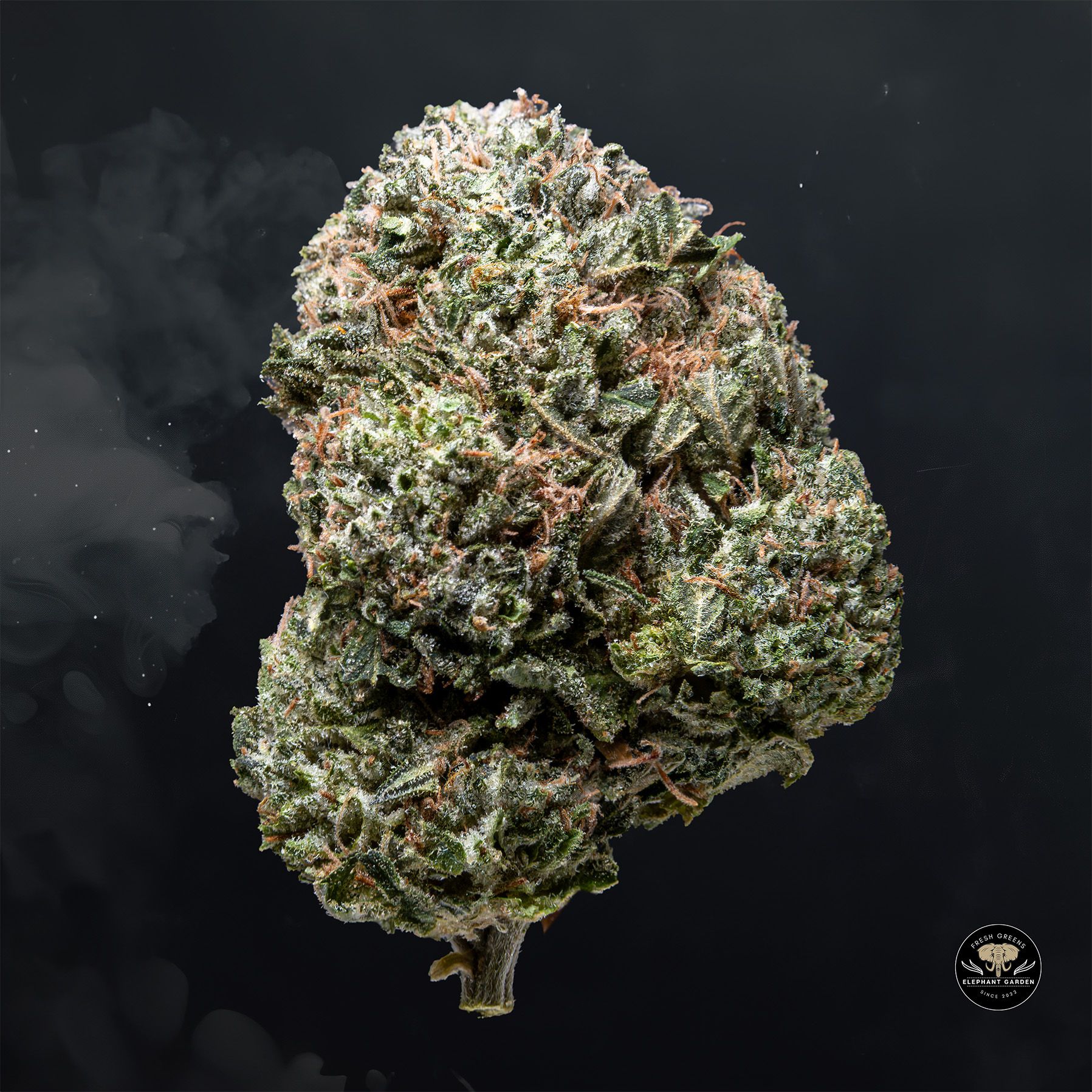Buy Pink Kush at Elephant Garden Co Weed Dispensary Float 3 11 25 2