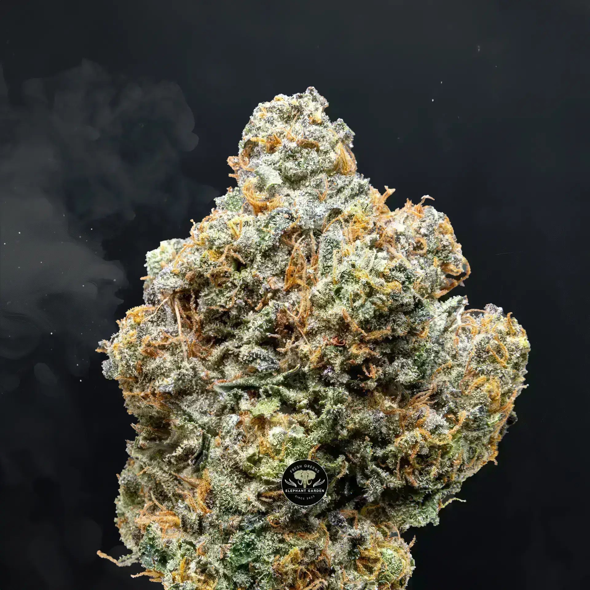 Buy Orange Sorbet at Elephant Garden Co Weed Dispensary Close 8 19 24 2