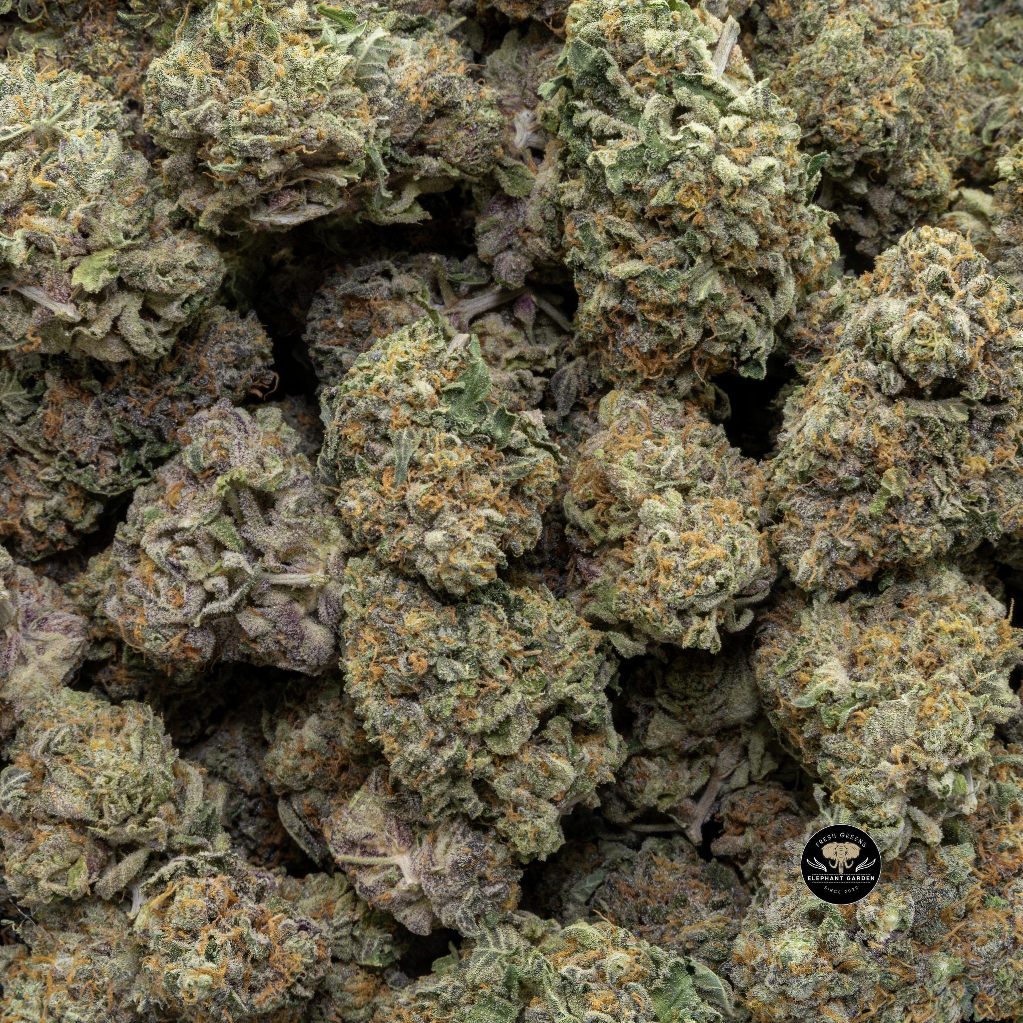 Buy Lava Cake (Bulk) at Elephant Garden Co Weed Dispensary Close 8 7 2024
