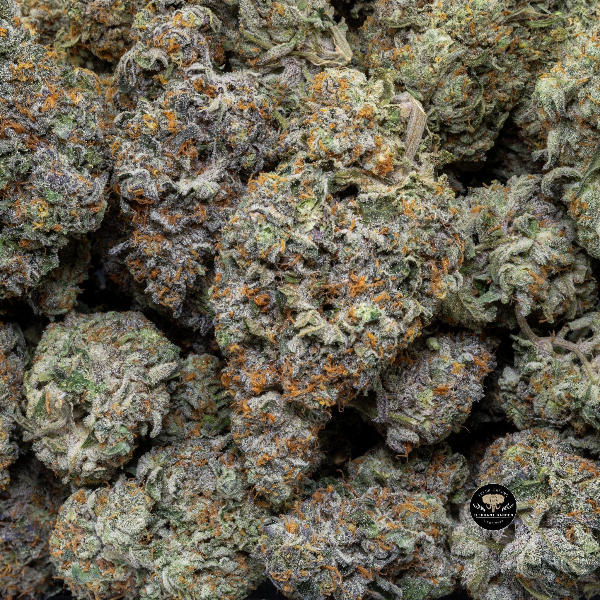 Buy Milk Grenade (Bulk) at Elephant Garden Co Weed Dispensary Close 7 3 2024