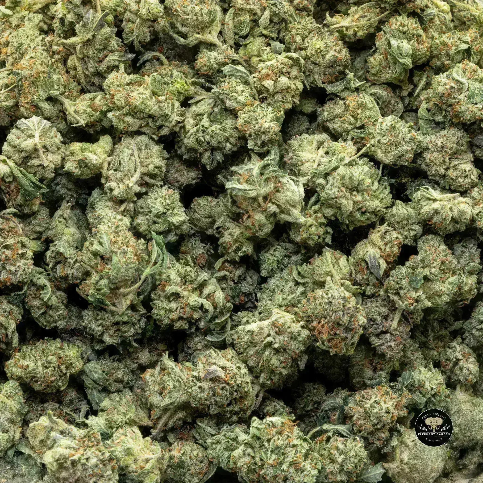 Buy Purple Octane at Elephant Garden Co Weed Dispensary Bulk 11 13 24