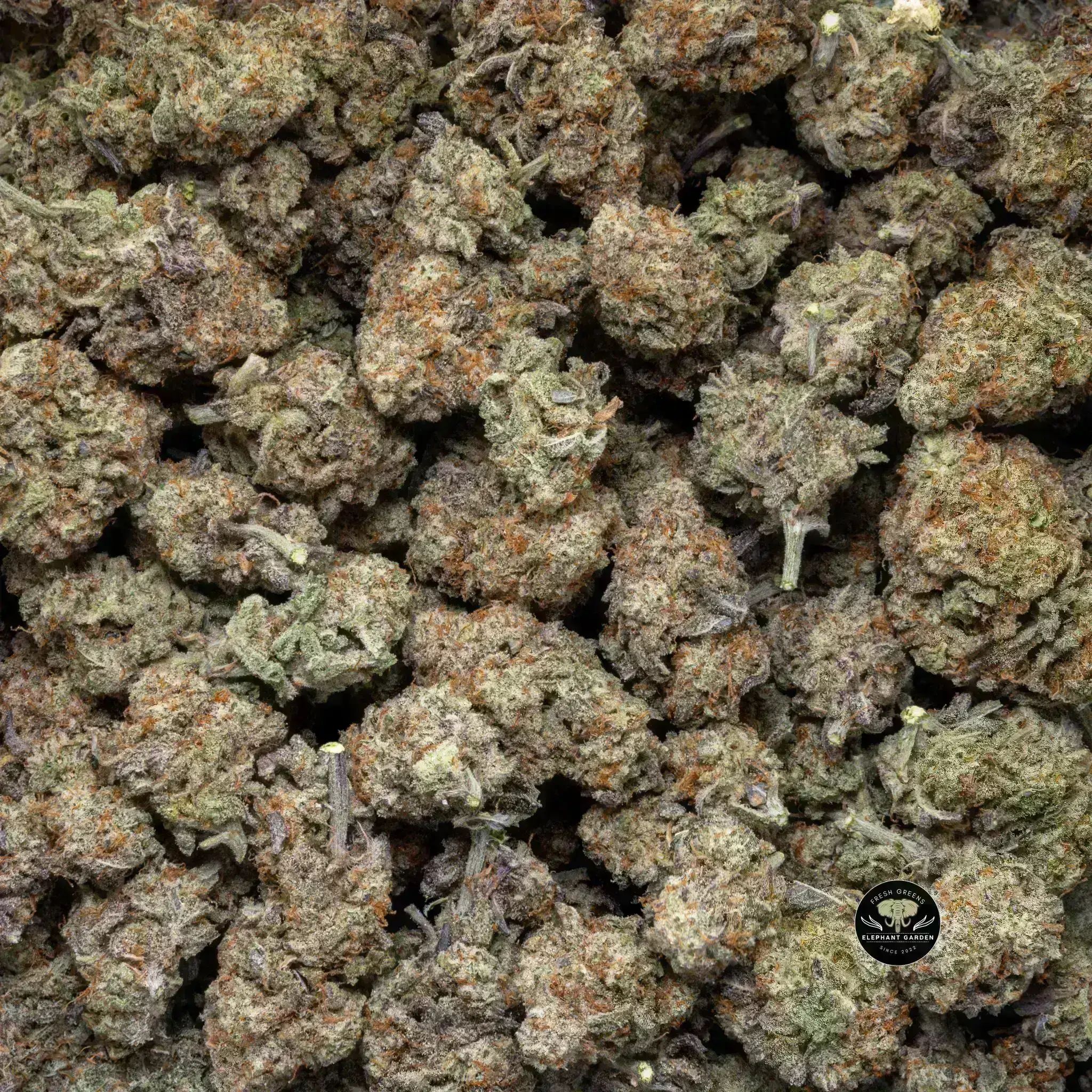 Buy Blackberry Cream at Elephant Garden Co Weed Dispensary Close 9 26 24 4