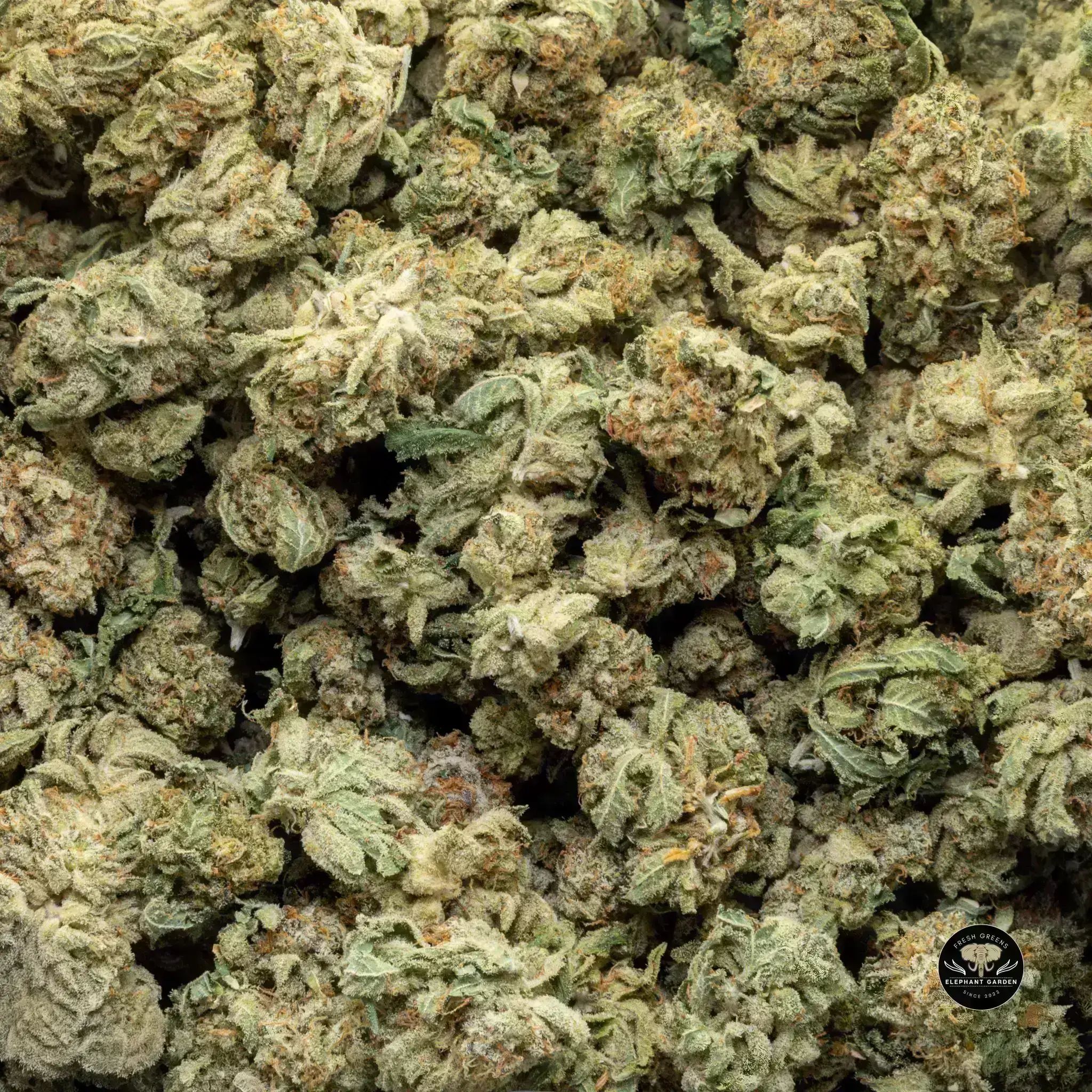 Buy Frosted Fruit Cake at Elephant Garden Co Weed Dispensary Bulk 11 13 24
