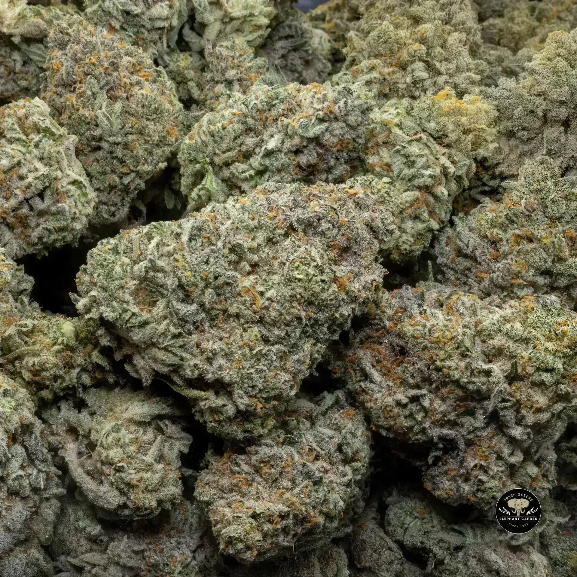 Buy Frosted Gelato at Elephant Garden Co Weed Dispensary Bulk 11 13 24