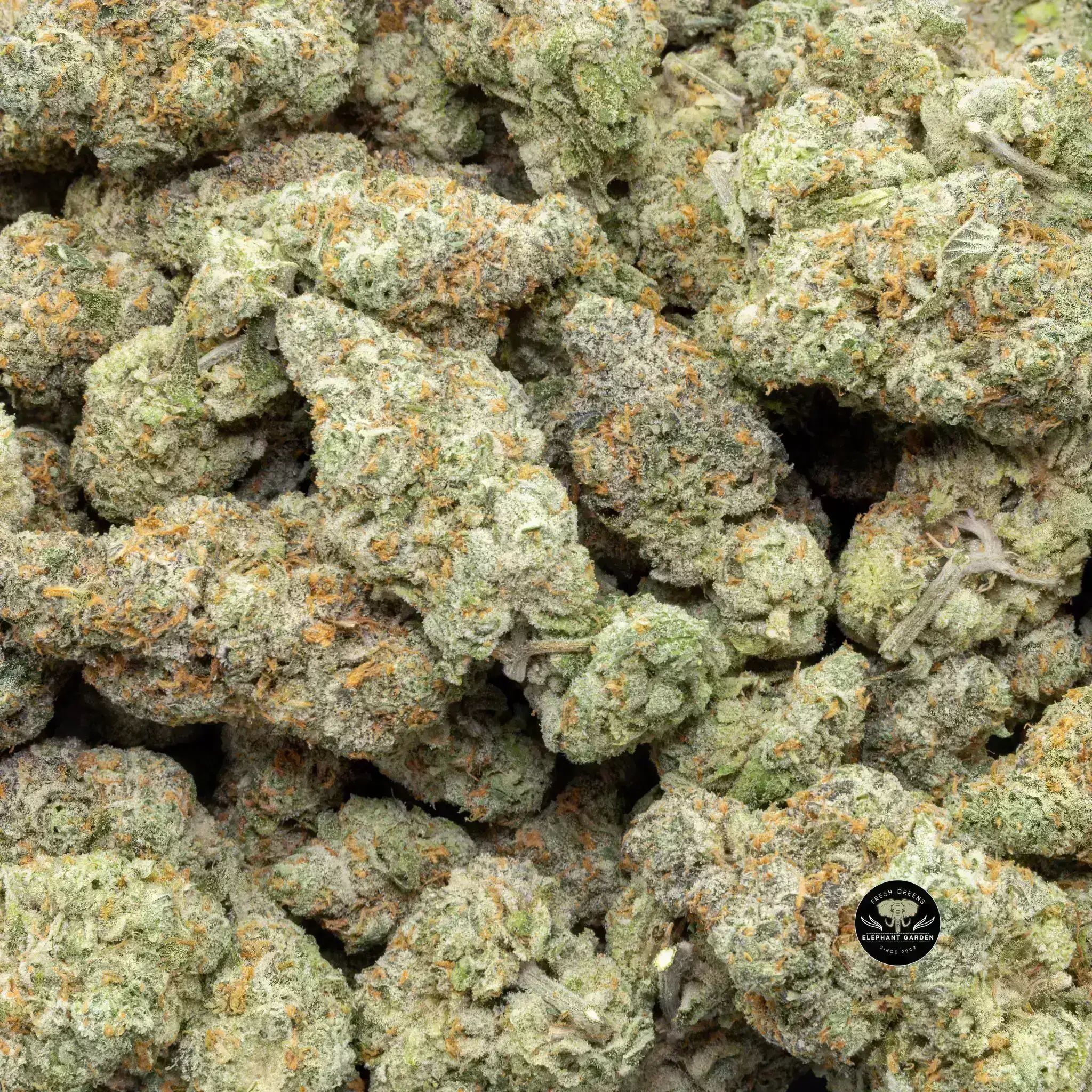 Buy Ice Cream at Elephant Garden Co Weed Dispensary Close 9 26 24 4