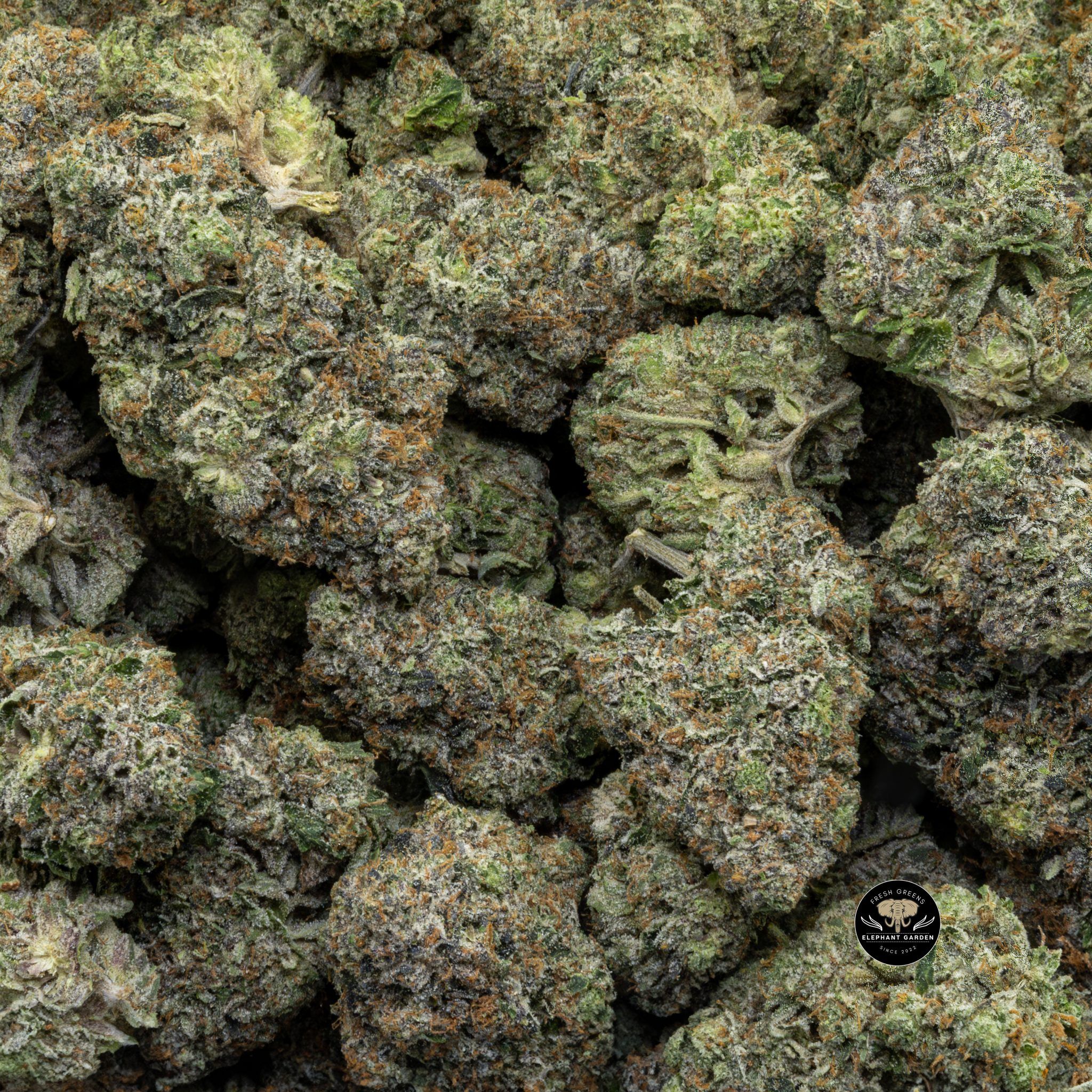 Buy Pink Muerte at Elephant Garden Co Weed Dispensary Close 8 19 24 2