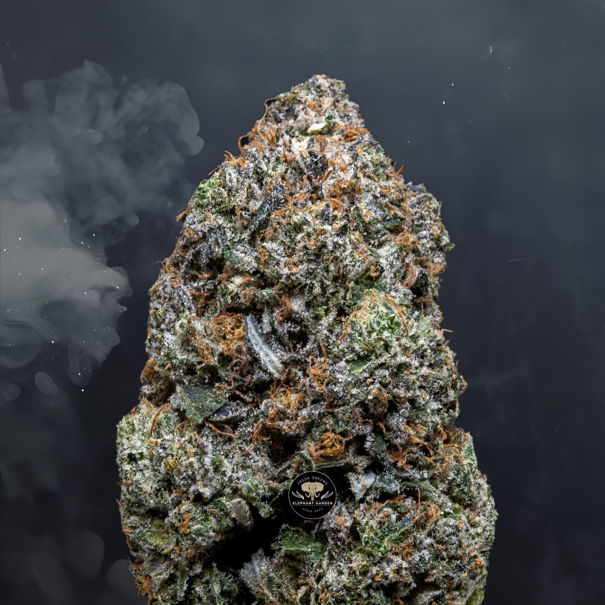 Buy Pink Morten at Elephant Garden Co Weed Dispensary Close 8 7 24 2