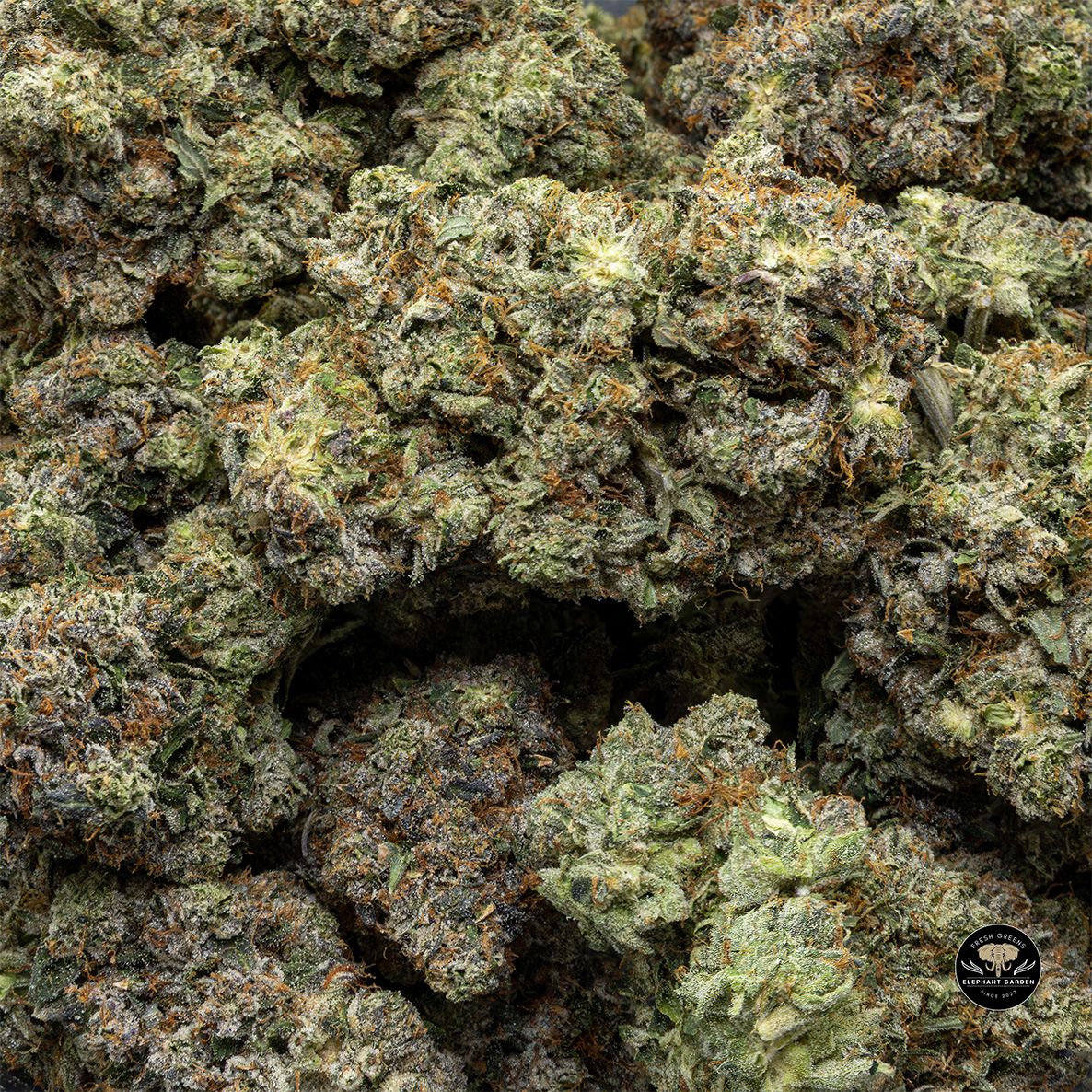 Buy Pink Rozay at Elephant Garden Co Weed Dispensary Bulk 5 15 25 2