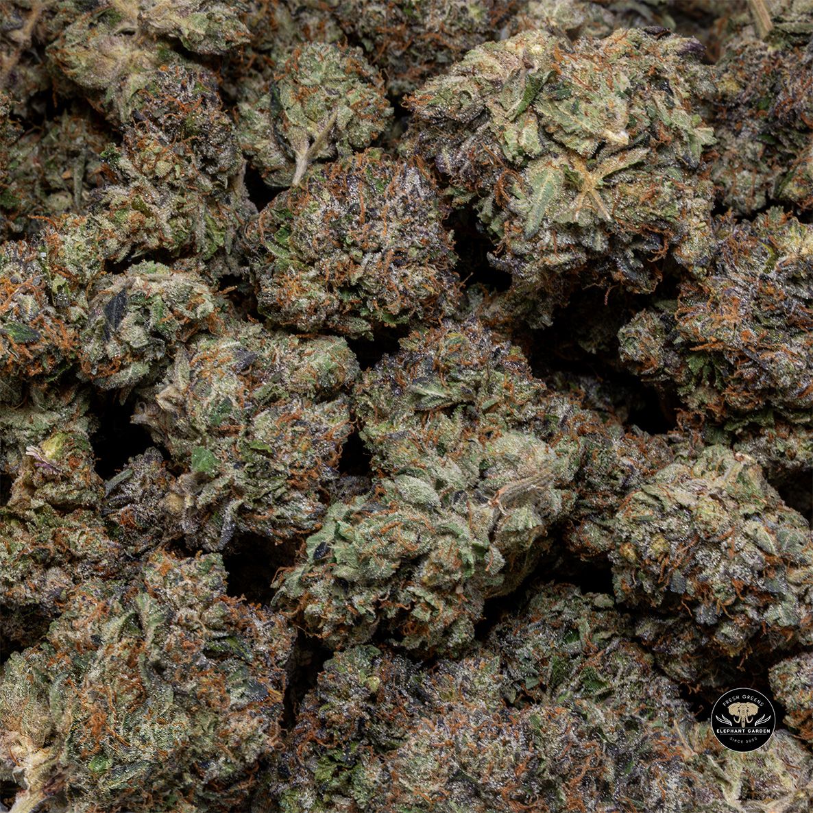 Buy Pink Tuna at Elephant Garden Co Weed Dispensary Bulk 3 6 25