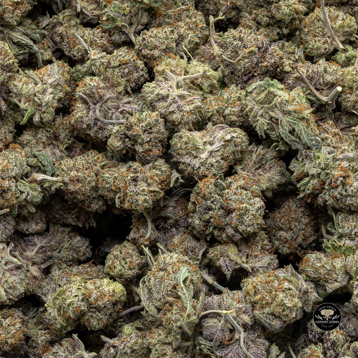 Buy Diablo at Elephant Garden Co Weed Dispensary Bulk 5 15 25 2