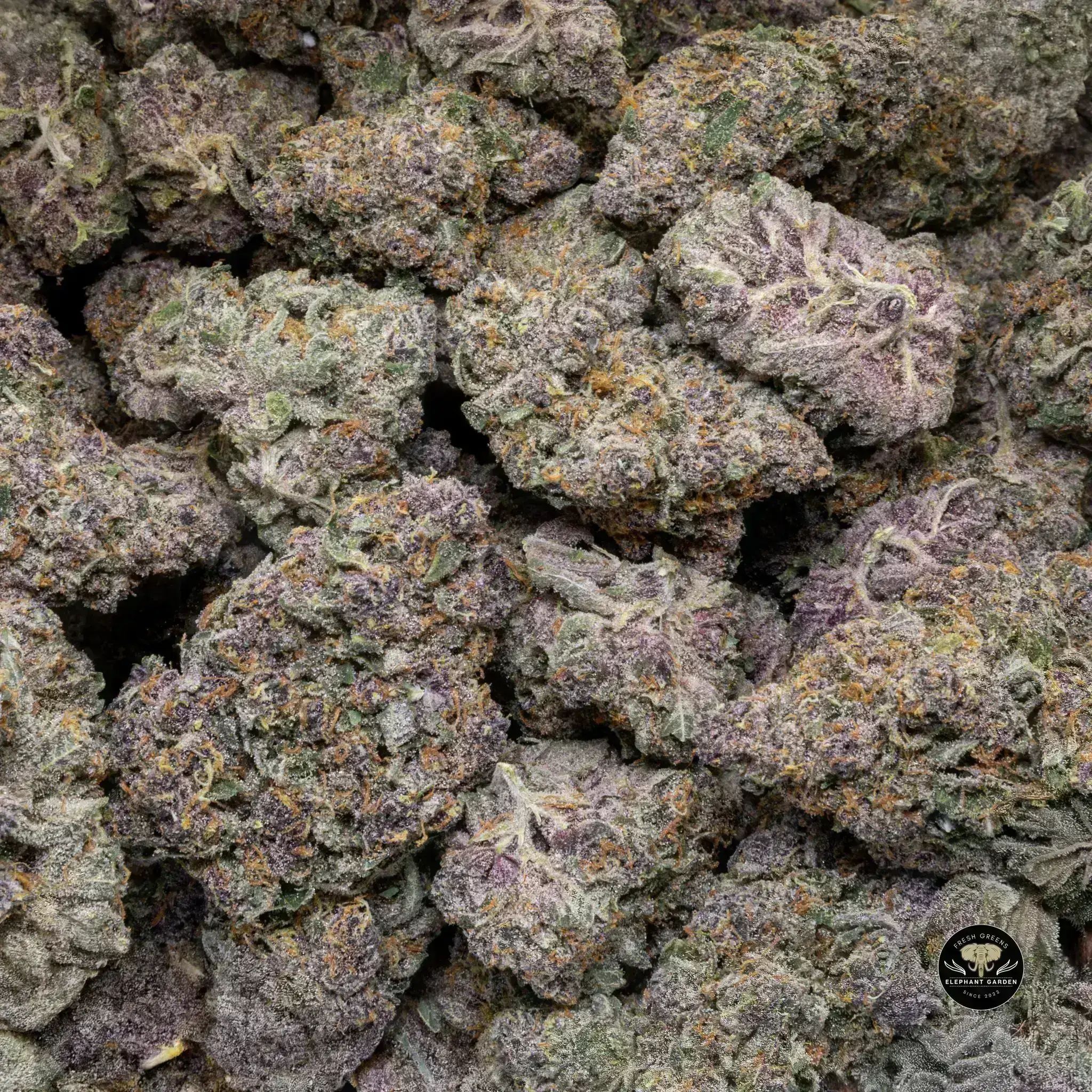Buy Triceratops at Elephant Garden Co Weed Dispensary Bulk 11 13 24