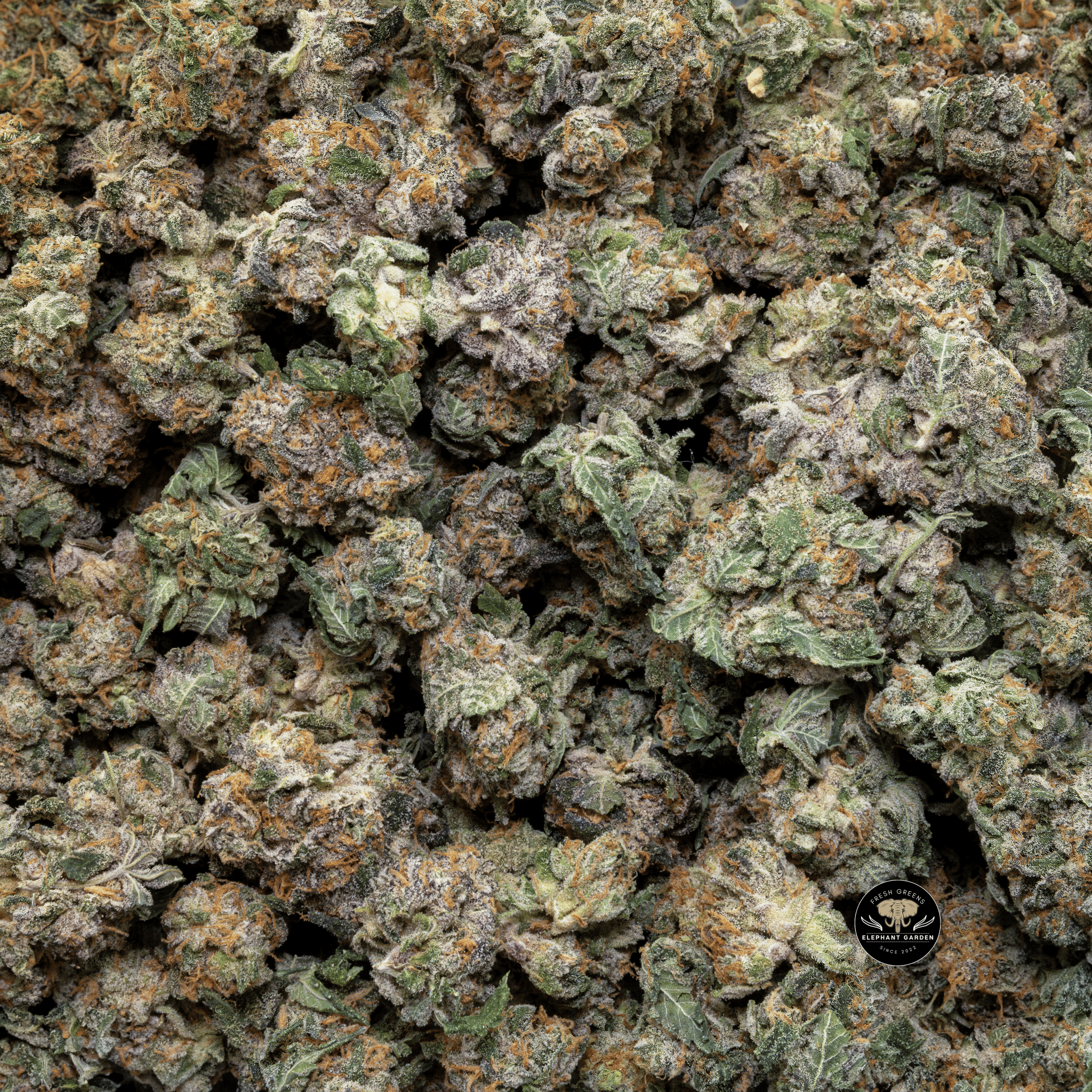 Buy Cereal Milk Small 2 at Elephant Garden Co Weed Dispensary Close 8 19 24 2