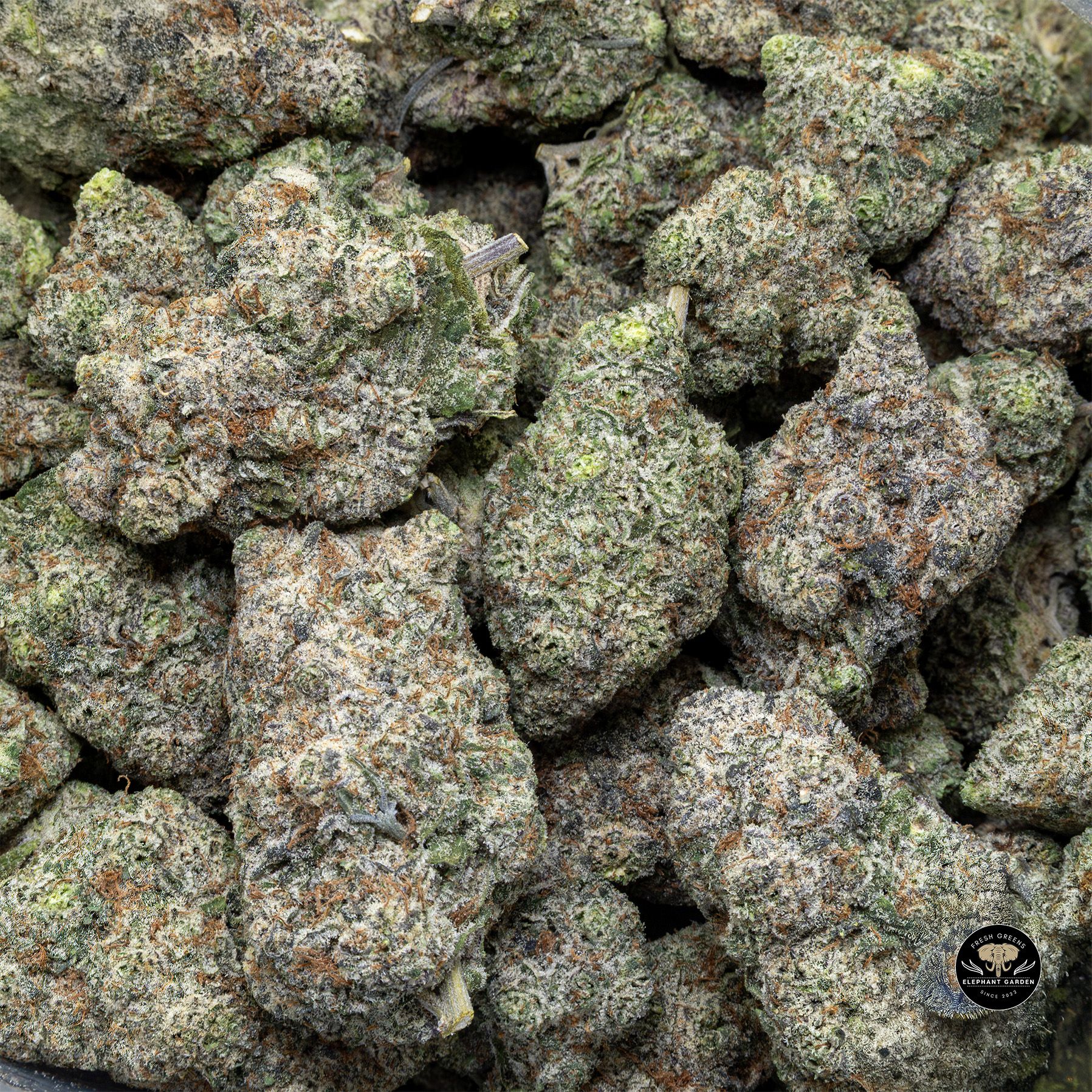 Buy Grapefruit Zlushies at Elephant Garden Co Weed Dispensary Bulk 1 28 25