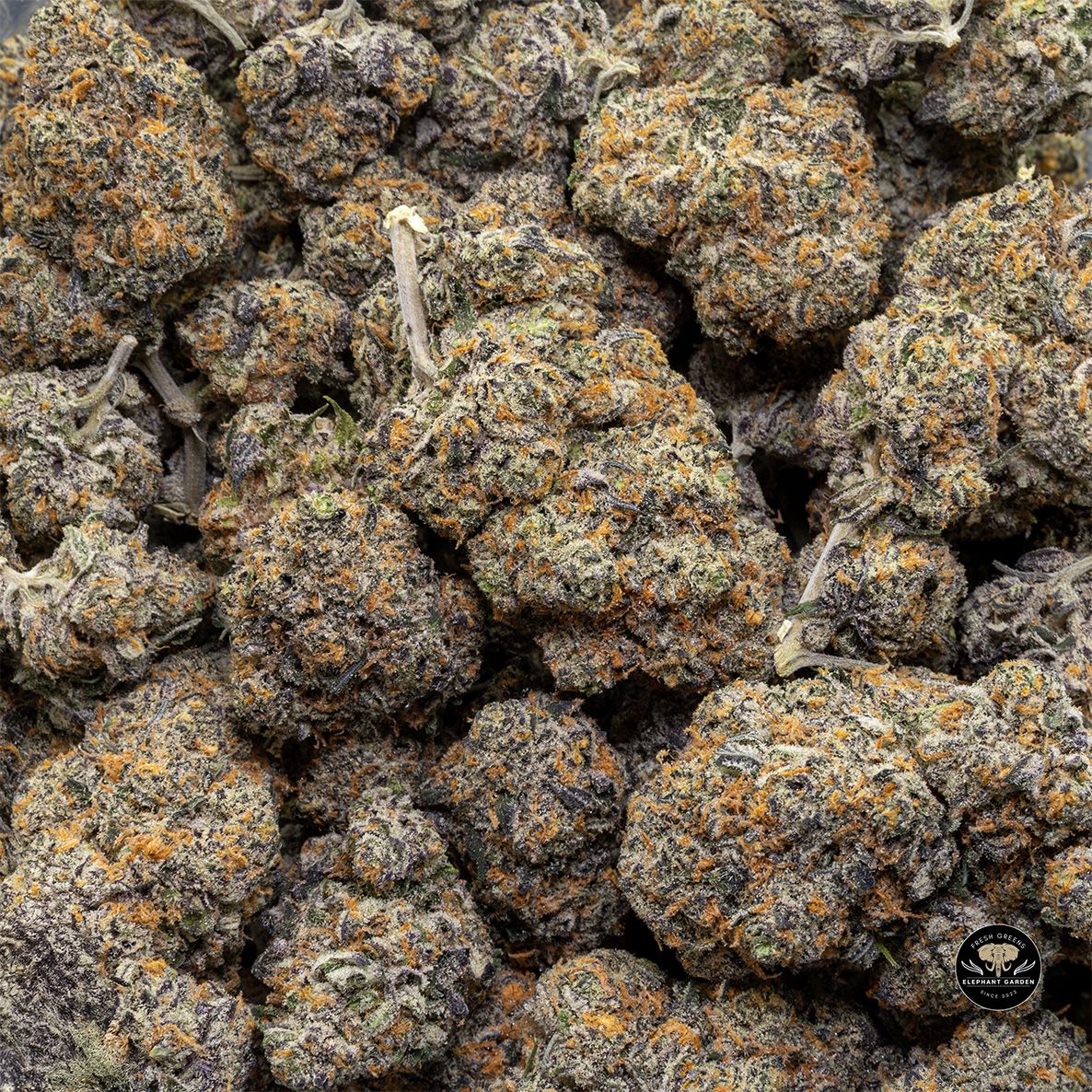 Buy Fruit Loops at Elephant Garden Co Weed Dispensary Bulk 4 28 2025