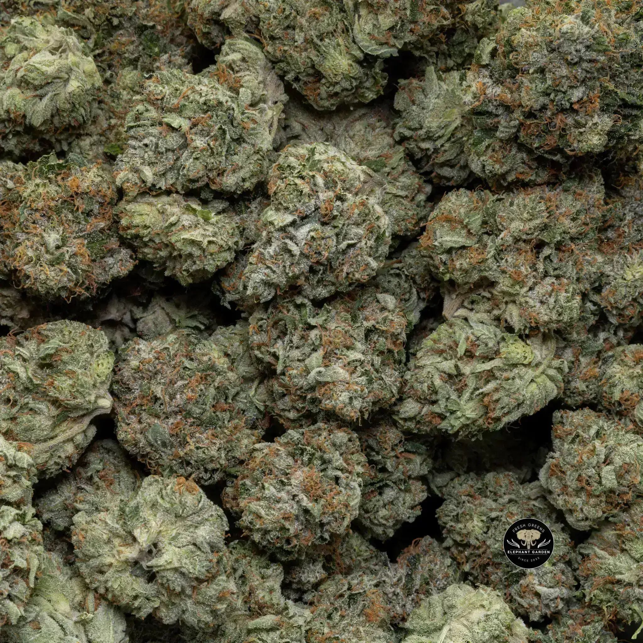 Buy Lindsay OG at Elephant Garden Co Weed Dispensary Close 9 26 24 2