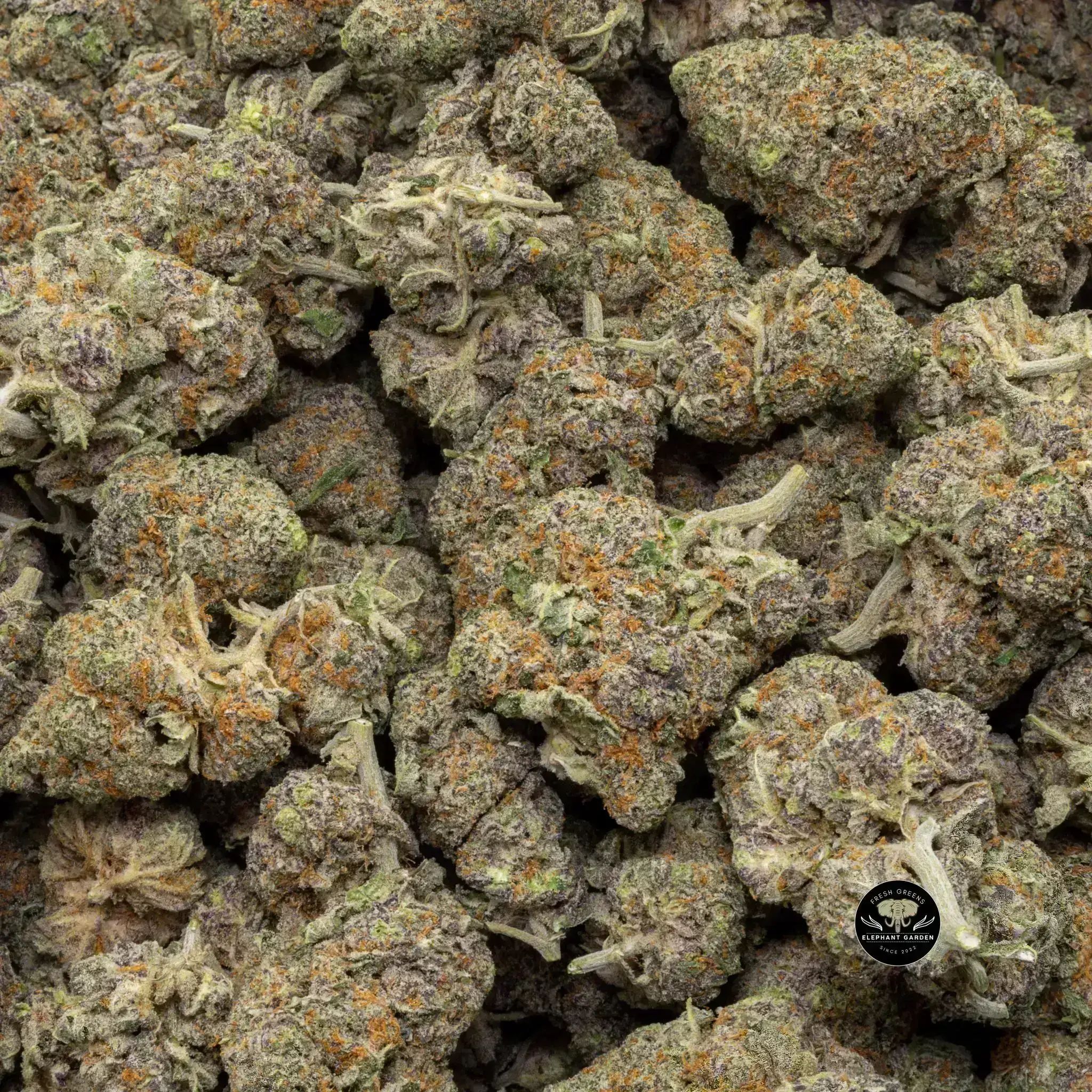 Buy Nightmare Cookies at Elephant Garden Co Weed Dispensary Close 8 19 24 2