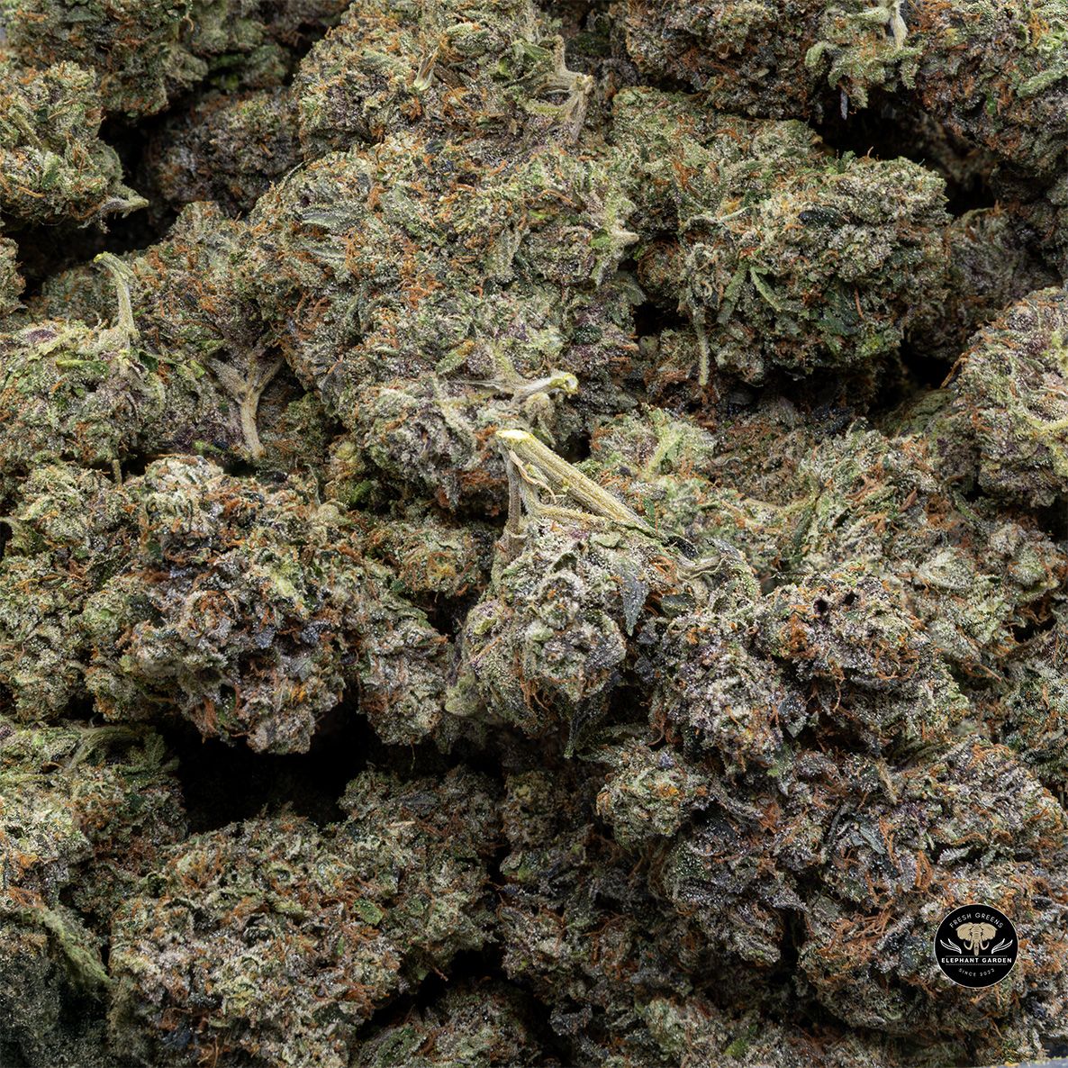 Buy Rockstar Tuna at Elephant Garden Co Weed Dispensary Float 5 15 25 2