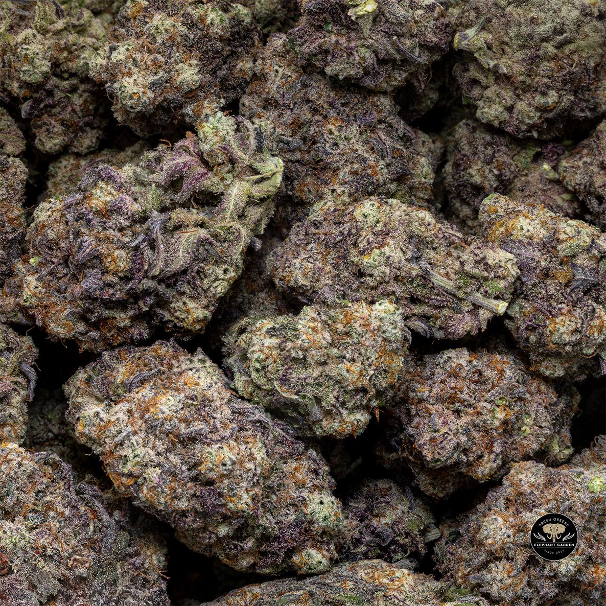 Buy Blackberry Cream at Elephant Garden Co Weed Dispensary Bulk 3 6 25