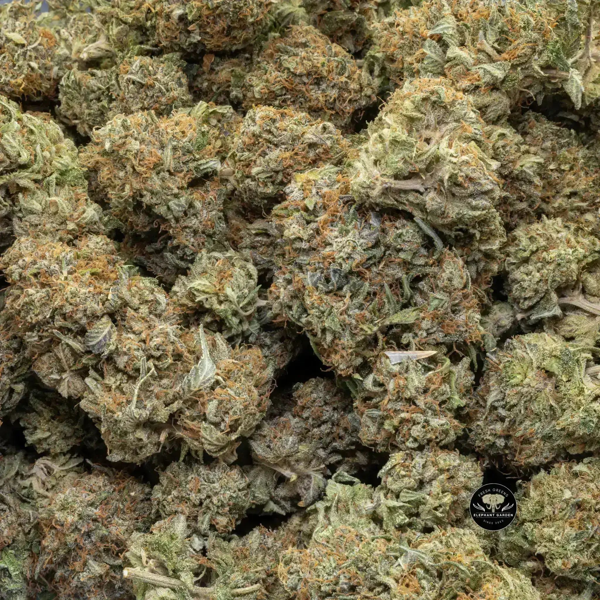 Buy Platinum Bubba at Elephant Garden Co Weed Dispensary Close 9 26 24 2