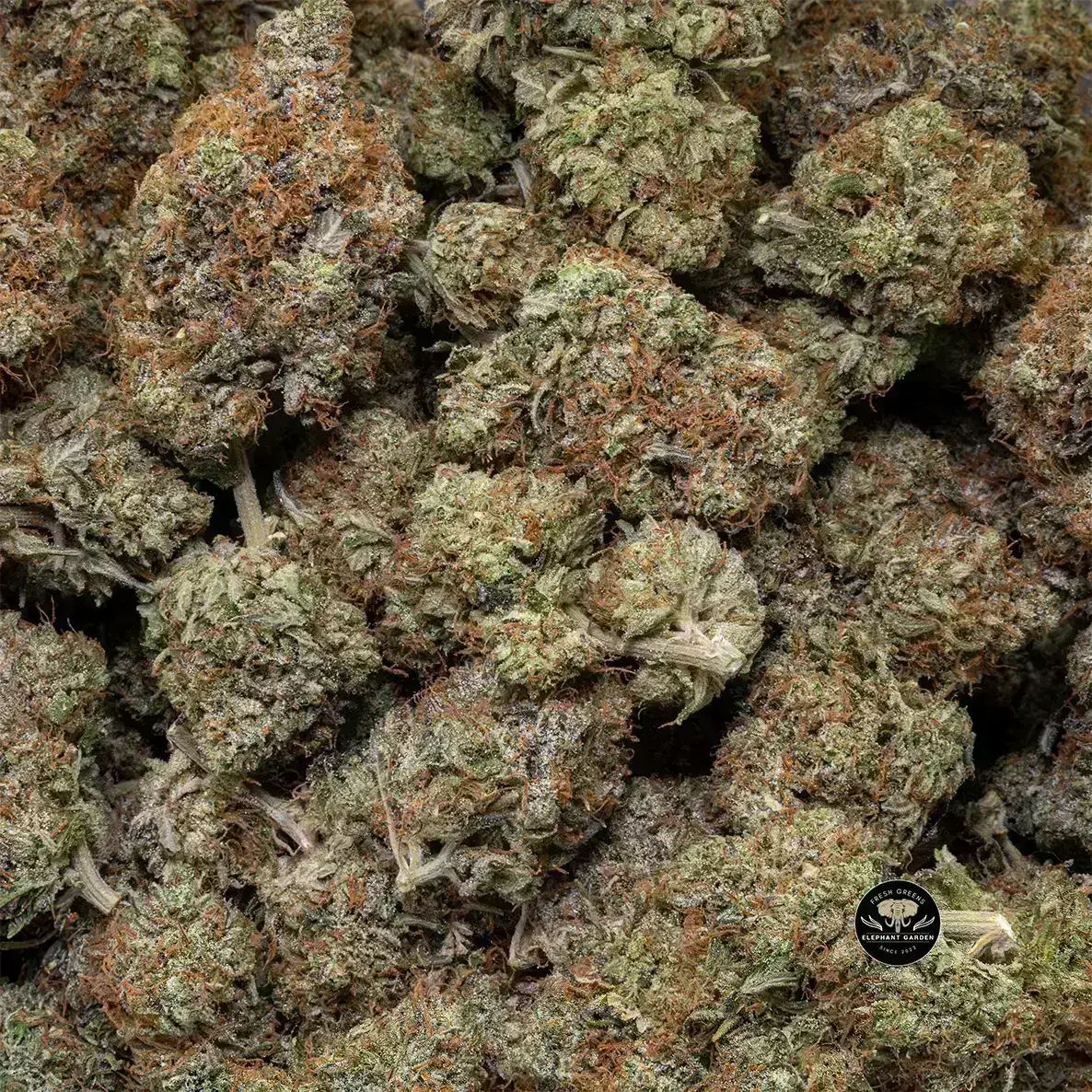 Buy Death Star at Elephant Garden Co Weed Dispensary Close 9 26 24 4