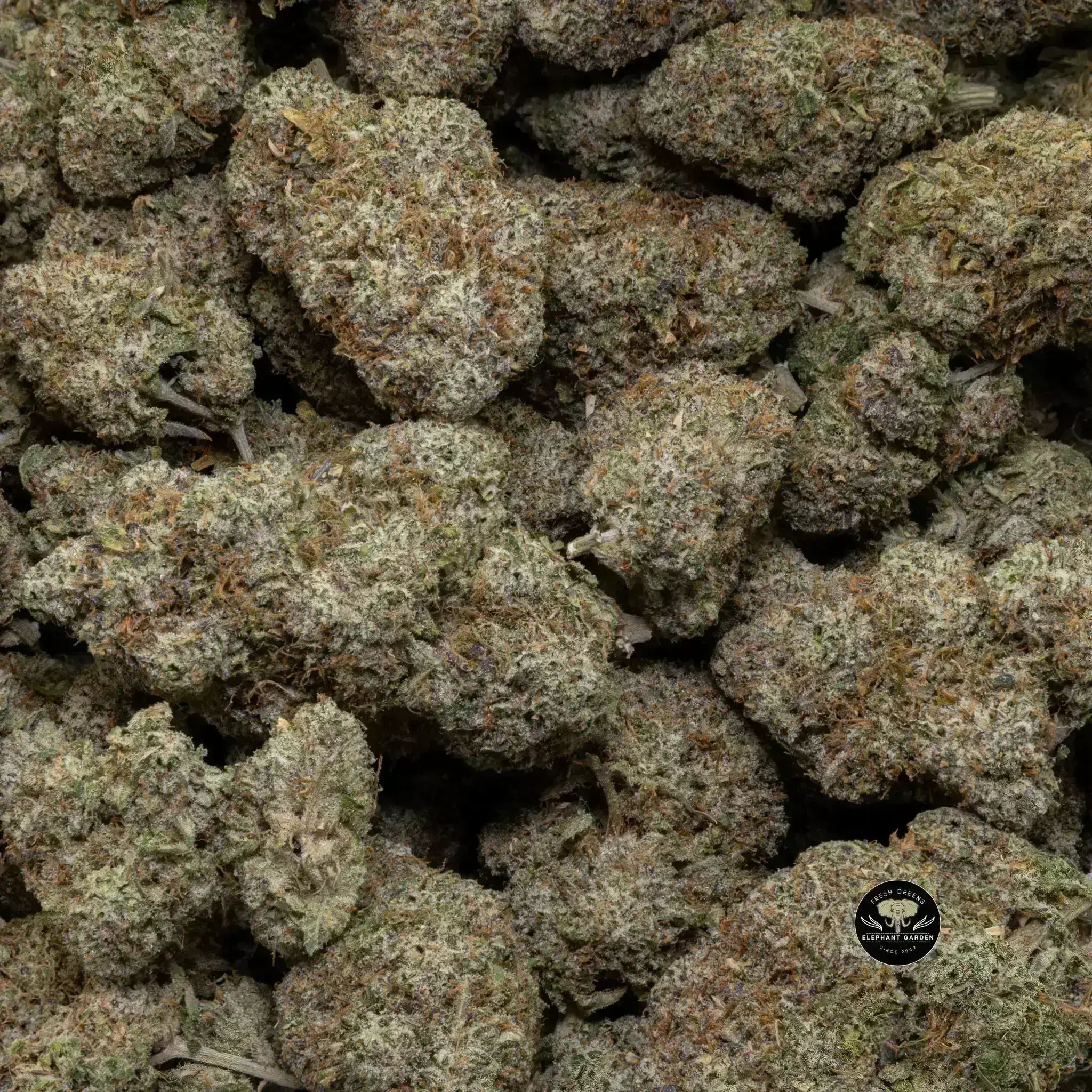 Buy Night Terror at Elephant Garden Co Weed Dispensary Close 9 26 24 3