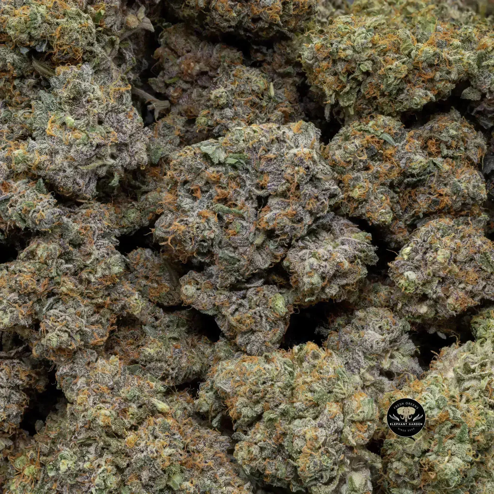 Buy Grape Gasoline at Elephant Garden Co Weed Dispensary Close 9 26 24 2