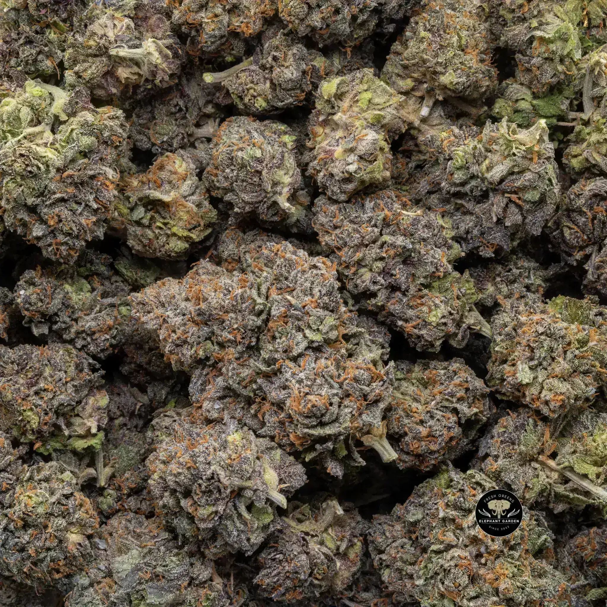 Buy Grape Jelly at Elephant Garden Co Weed Dispensary Close 9 26 24 2