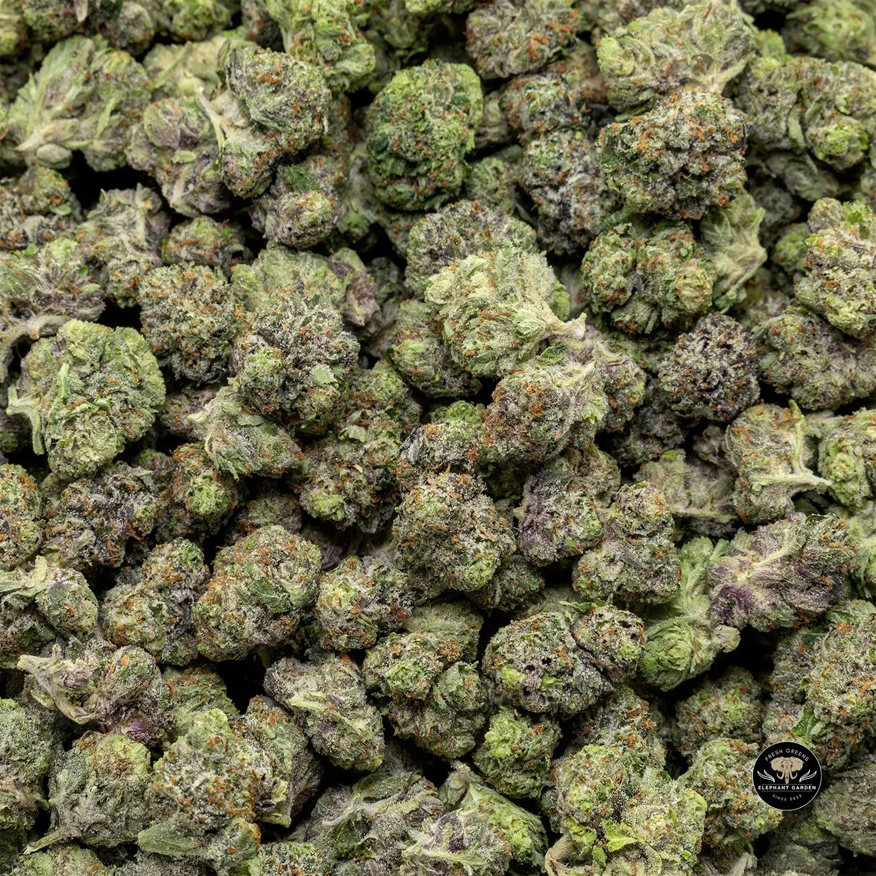Buy Greasy Pink at Elephant Garden Co Weed Dispensary Bulk 1 28 25