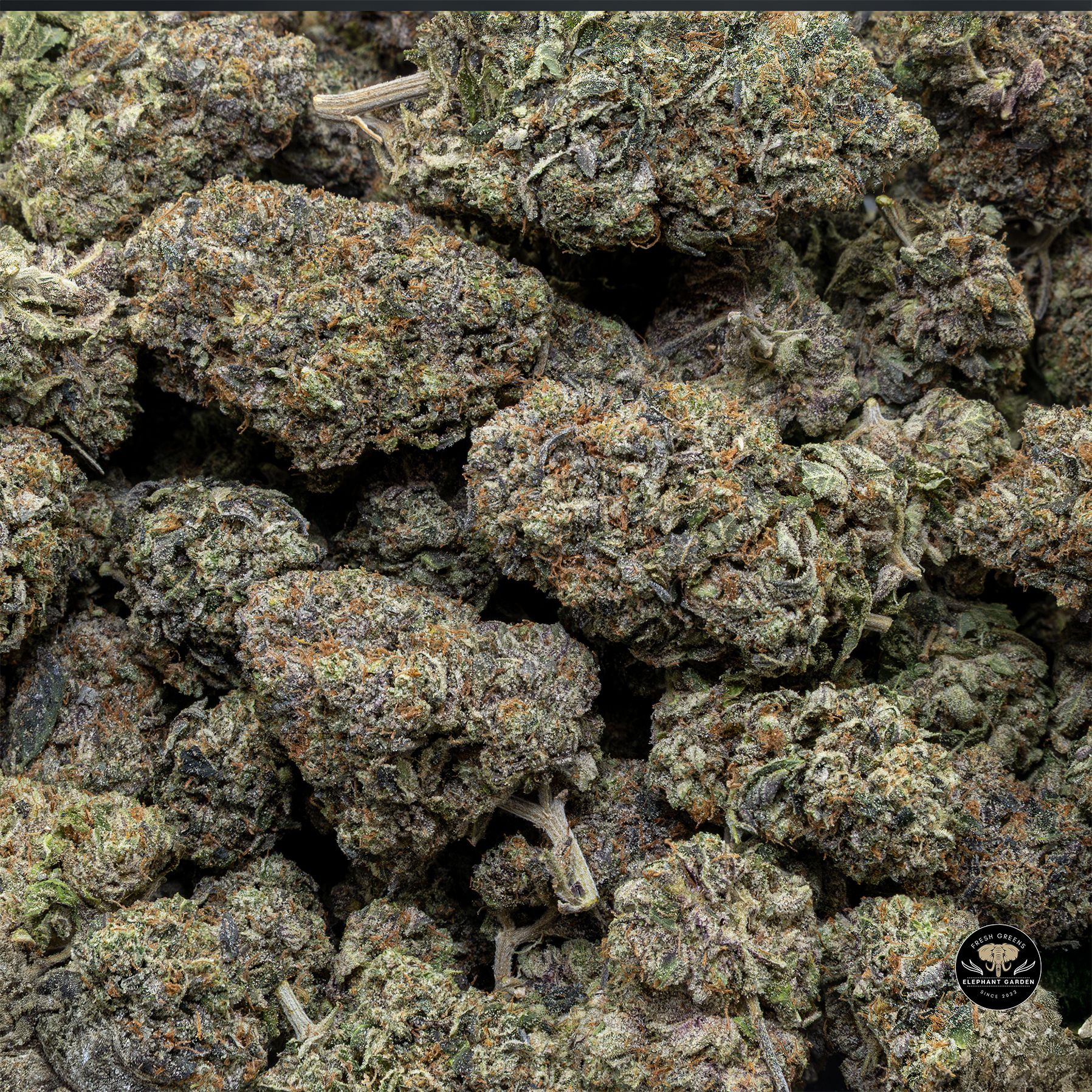 Buy Greasy Pink at Elephant Garden Co Weed Dispensary Bulk 3 6 25