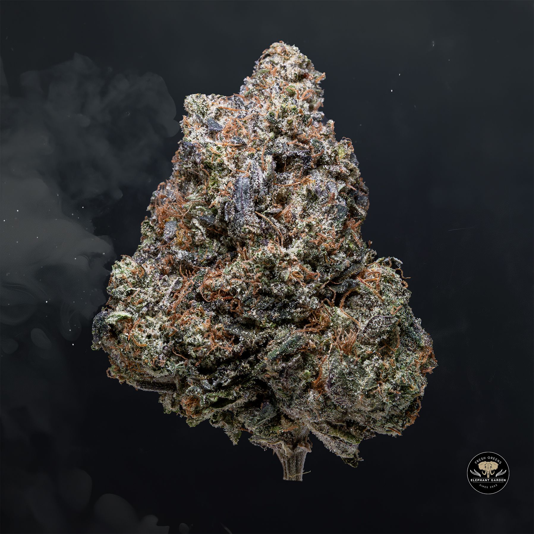 Buy Greasy Pink at Elephant Garden Co Weed Dispensary Float 3 11 25 2