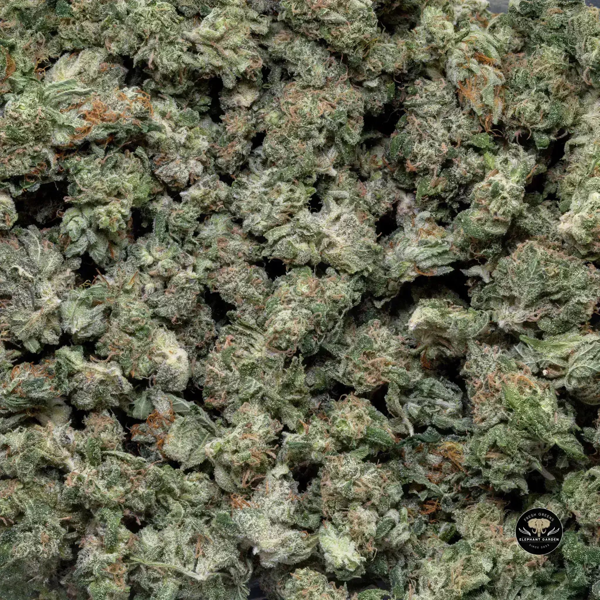 Buy Sour Tahoe Pop at Elephant Garden Co Weed Dispensary Bulk 11 13 24