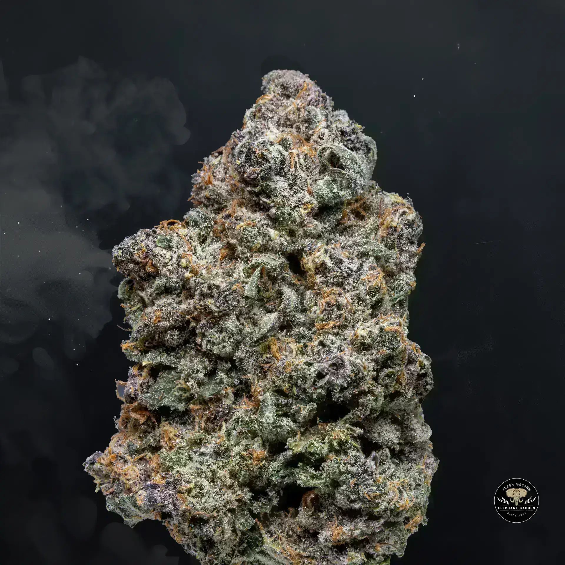 Buy Triceratops 2 at Elephant Garden Co Weed Dispensary Float 11 13 24 4