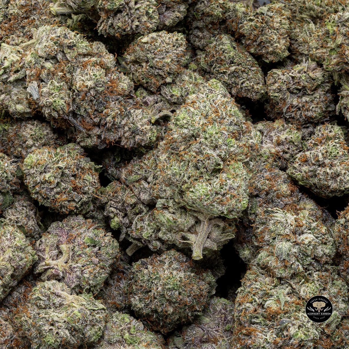 Buy Platinum OG at Elephant Garden Co Weed Dispensary Bulk 3 6 25