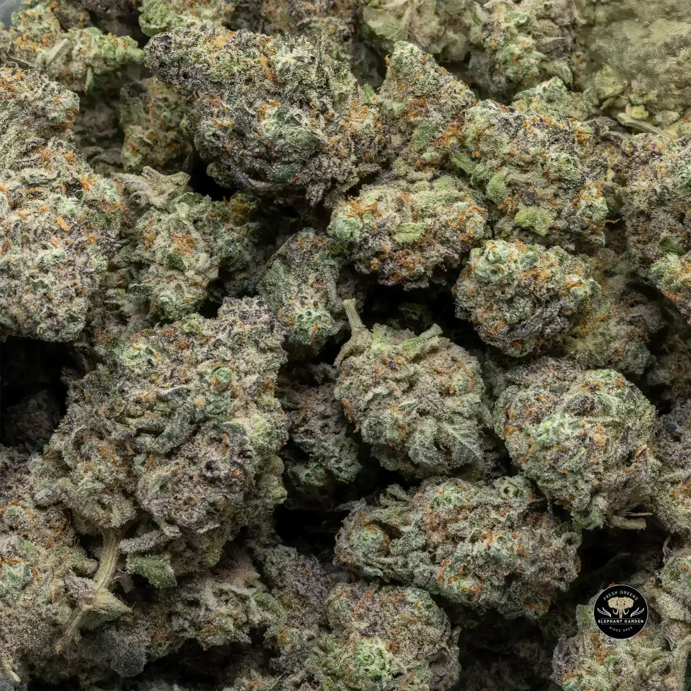 Buy Grape Punch at Elephant Garden Co Weed Dispensary Bulk 11 13 24