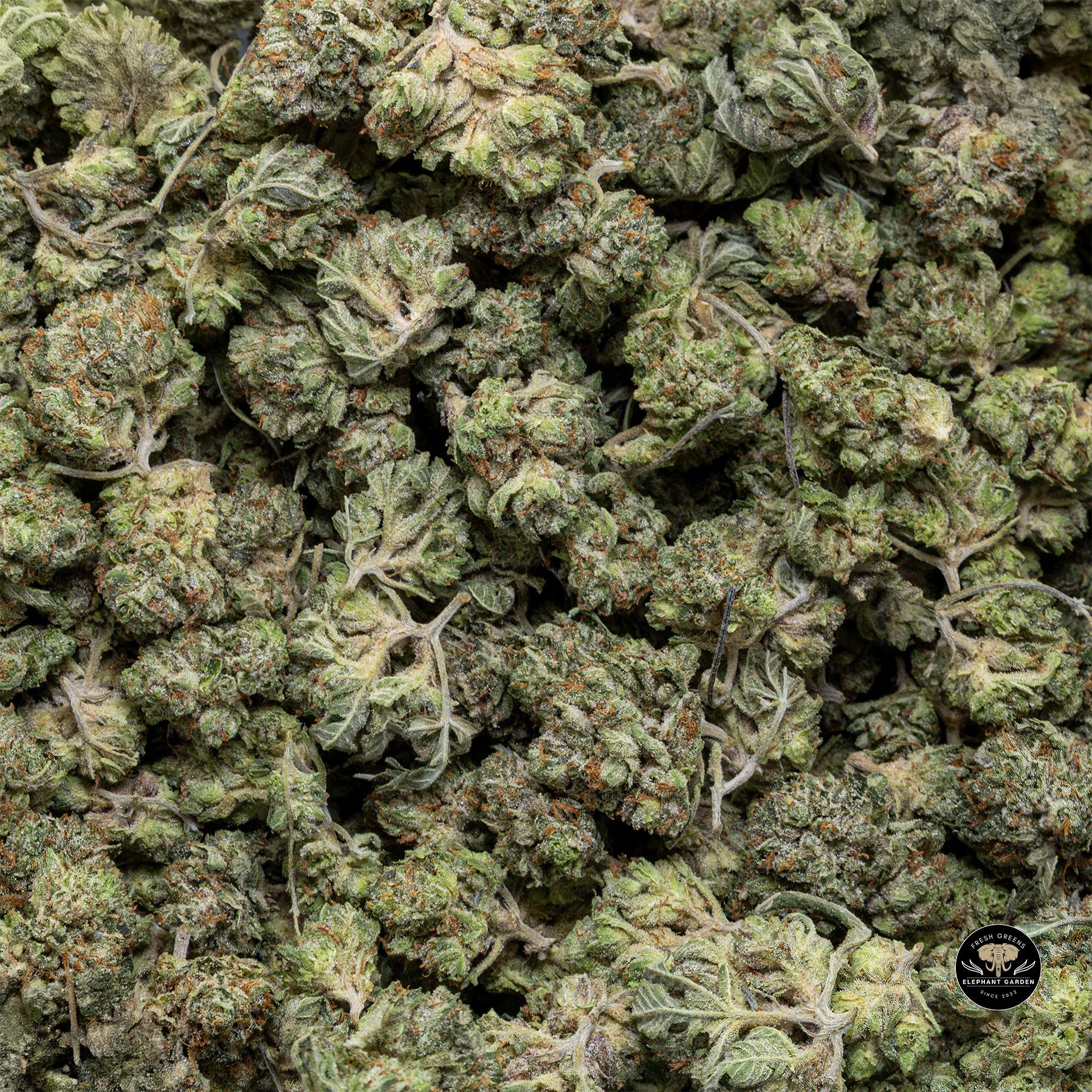 Buy Island Pink Popcorn at Elephant Garden Co Weed Dispensary Bulk 3 6 25